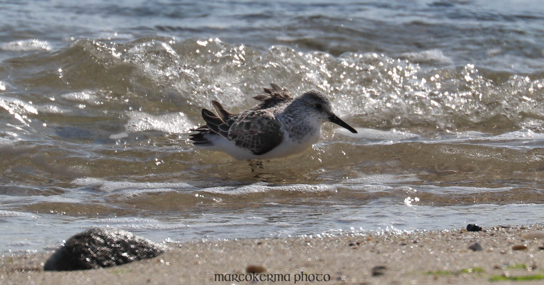 Bécasseaux variables, pointe er long, 21 mai 19, 16h52