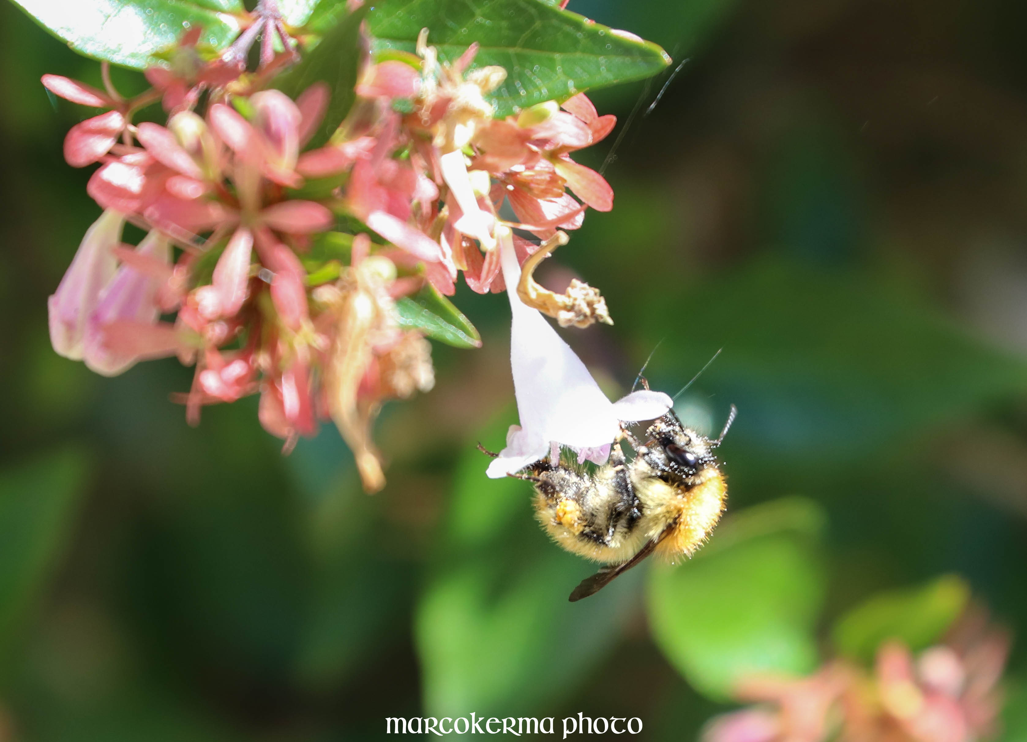 Bourdon, Locmariaquer, 14 sept.19, 14h17.jpg