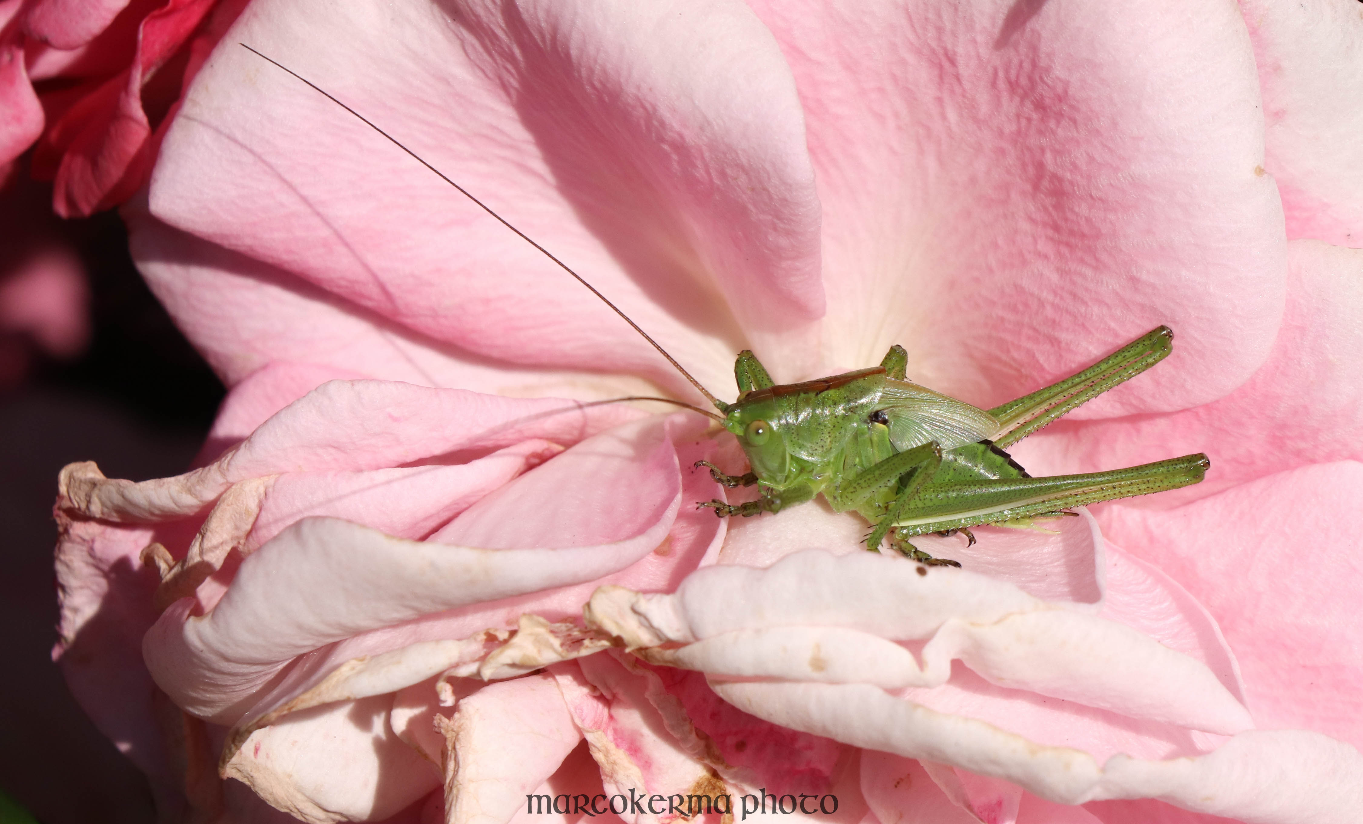 grande sauterelle verte, Locmariaquer, 6 juin 19, 10h24.jpg