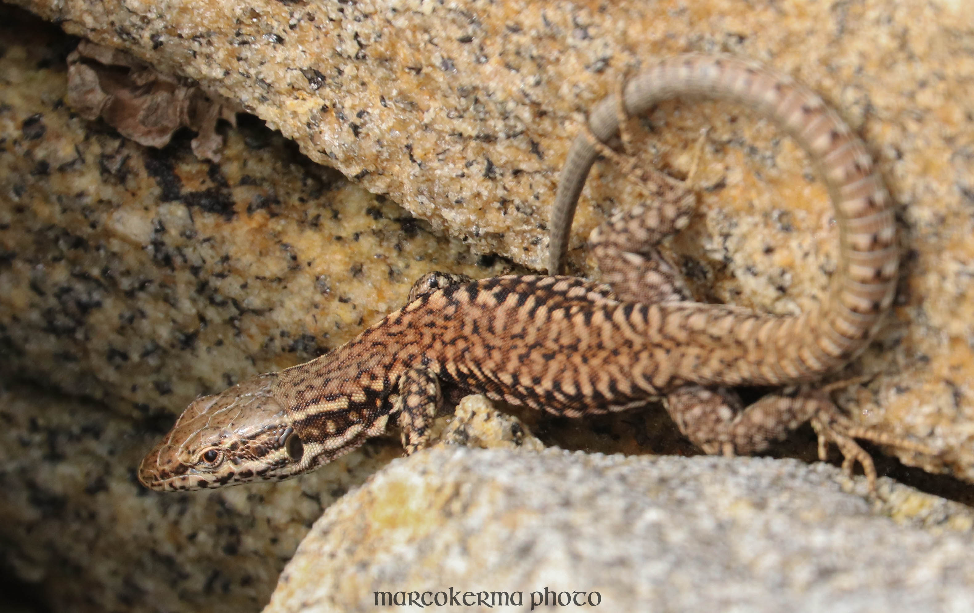 lézard des murailles 7 aout 18, 10h50.jpg