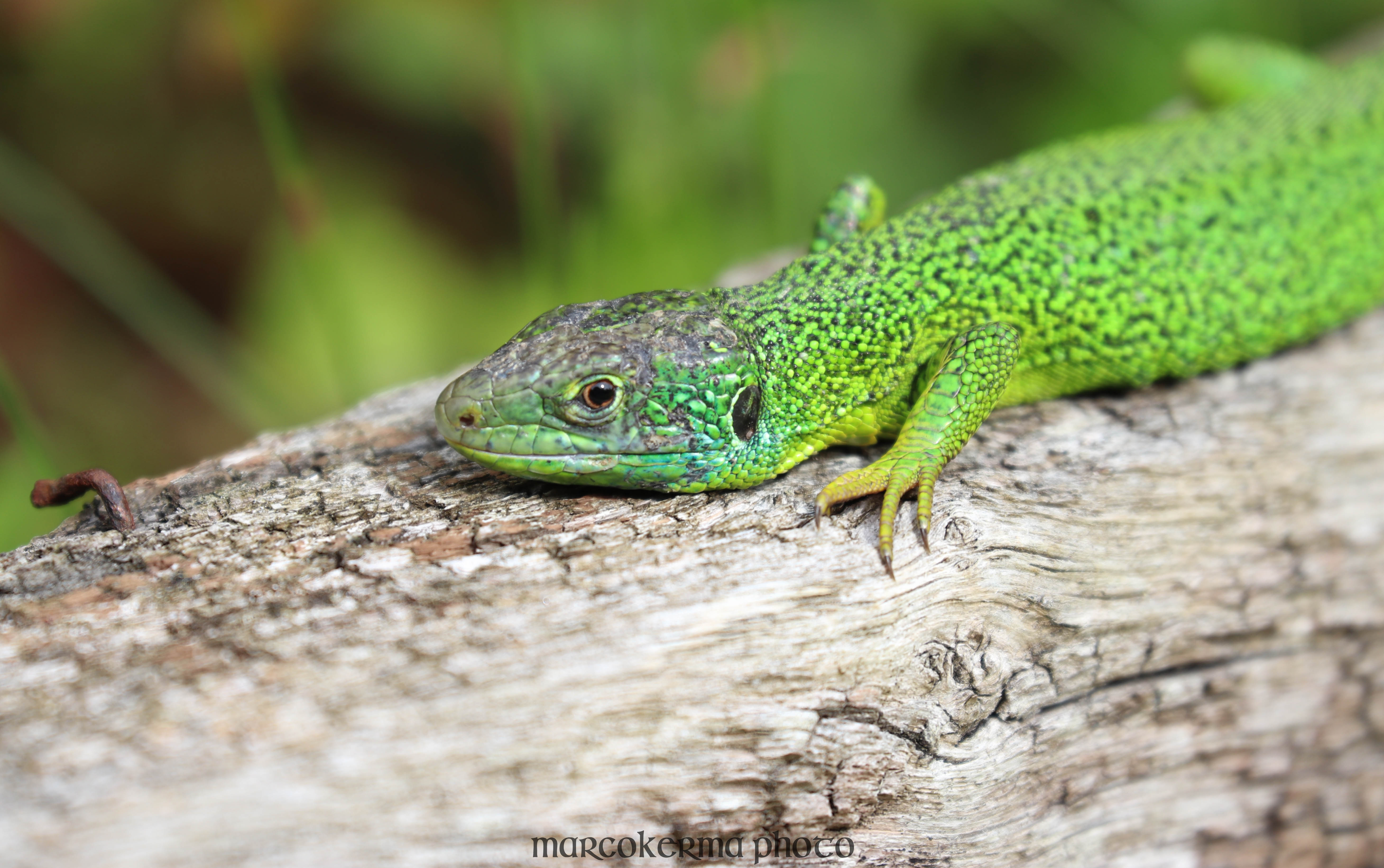 lézard vert, Locmariaquer, 8 juin 19, 18h08.jpg