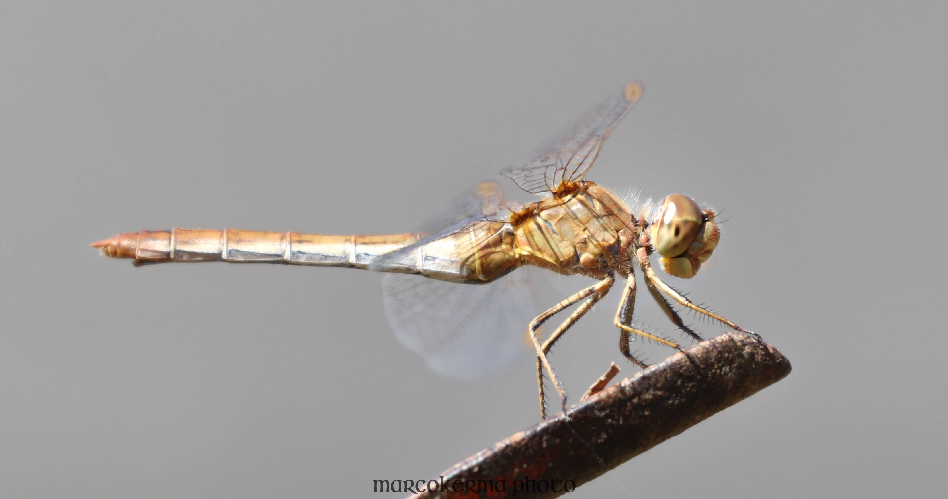 Libellule, Locmariaquer, 15 sept 19, 13h55.jpg