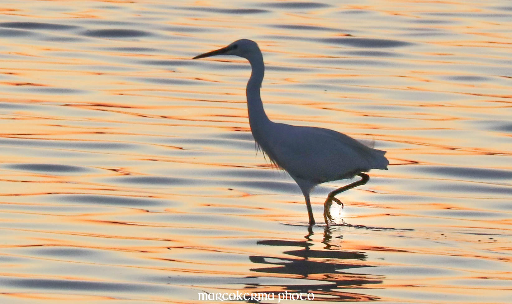 aigrette garzette, Point er vil, 15 sept.19, 20h20.jpg