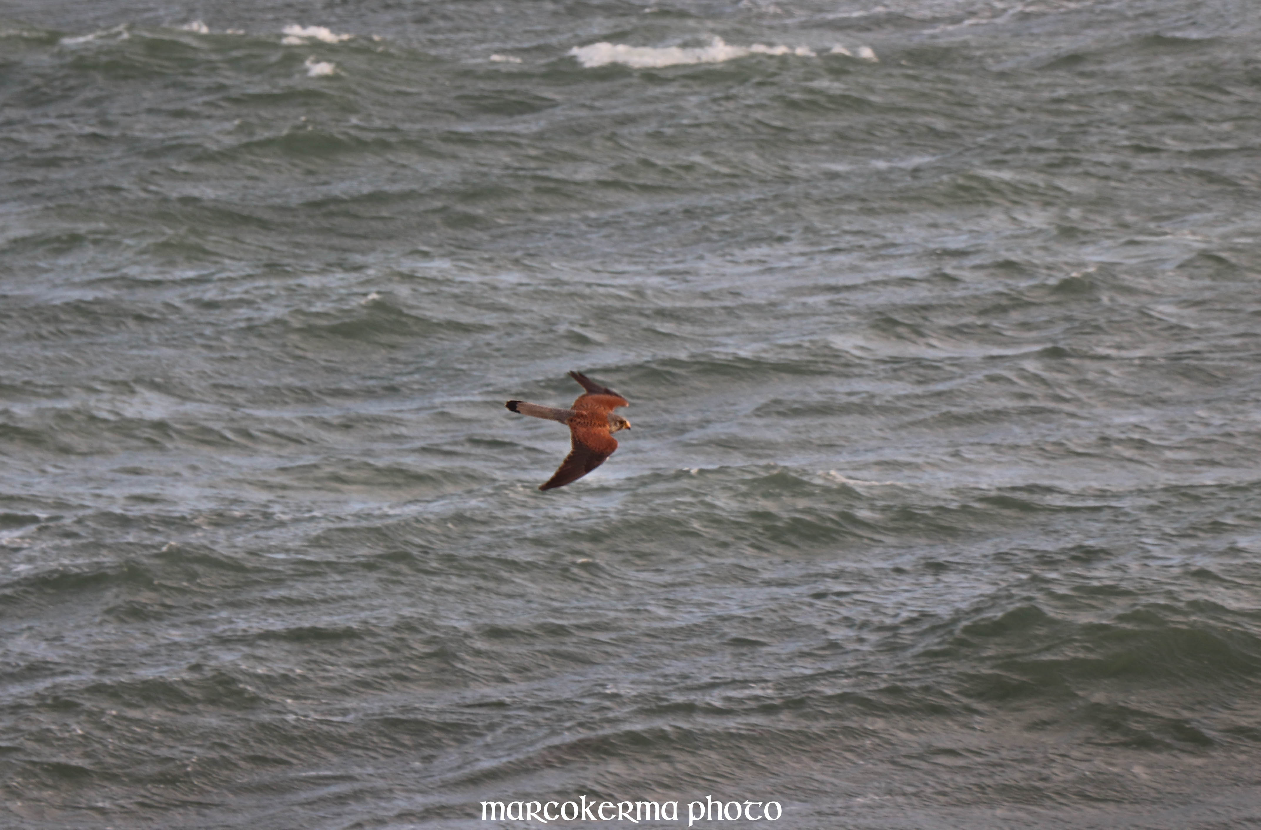  Faucon crécerelle, Baie de Quiberon, 7 juin 19 21h04.jpg