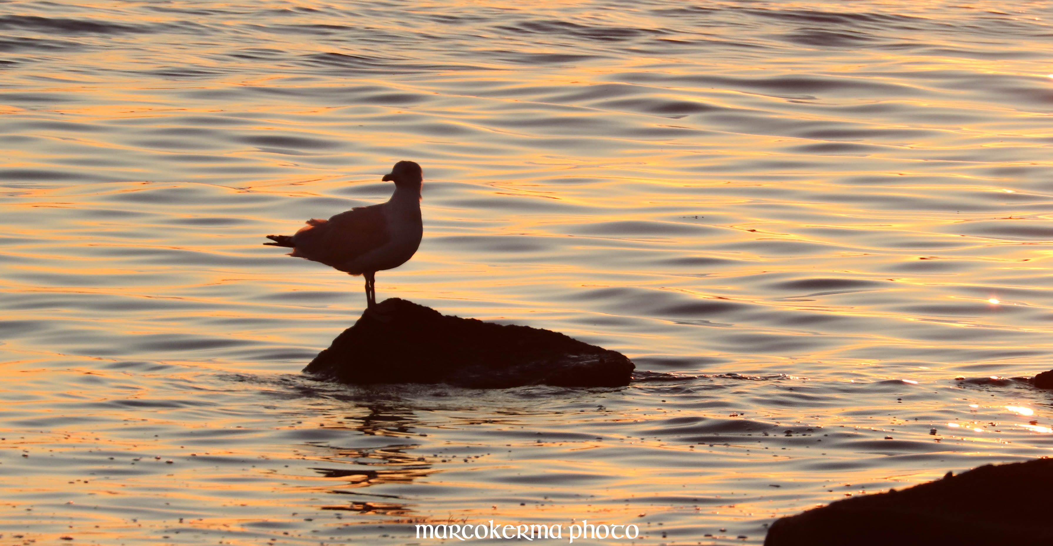 oiseaux de septembre, point er vil, 15 sept.19, 20h13-12
