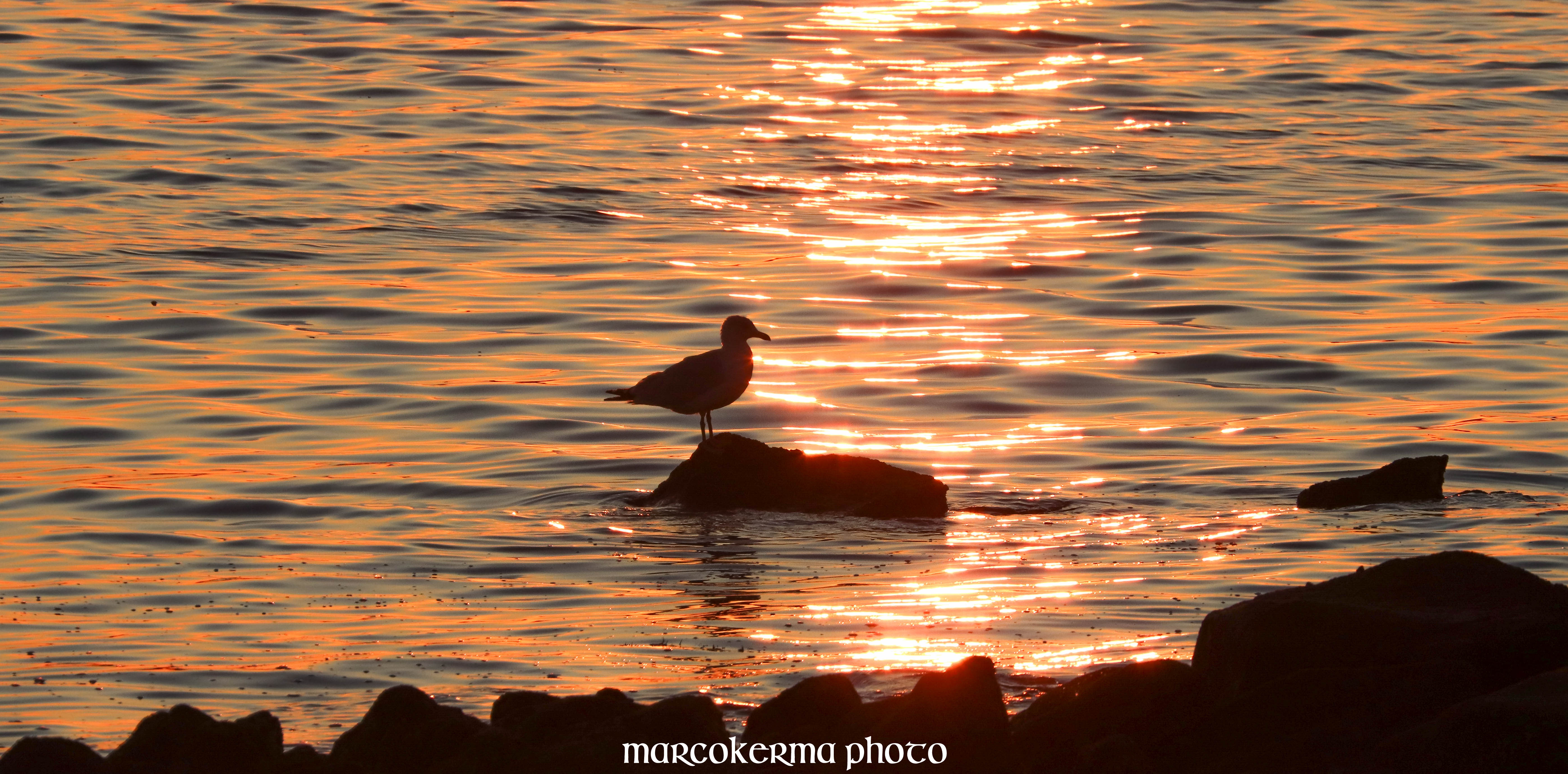 oiseaux de septembre, point er vil, 15 sept.19, 20h13.jpg