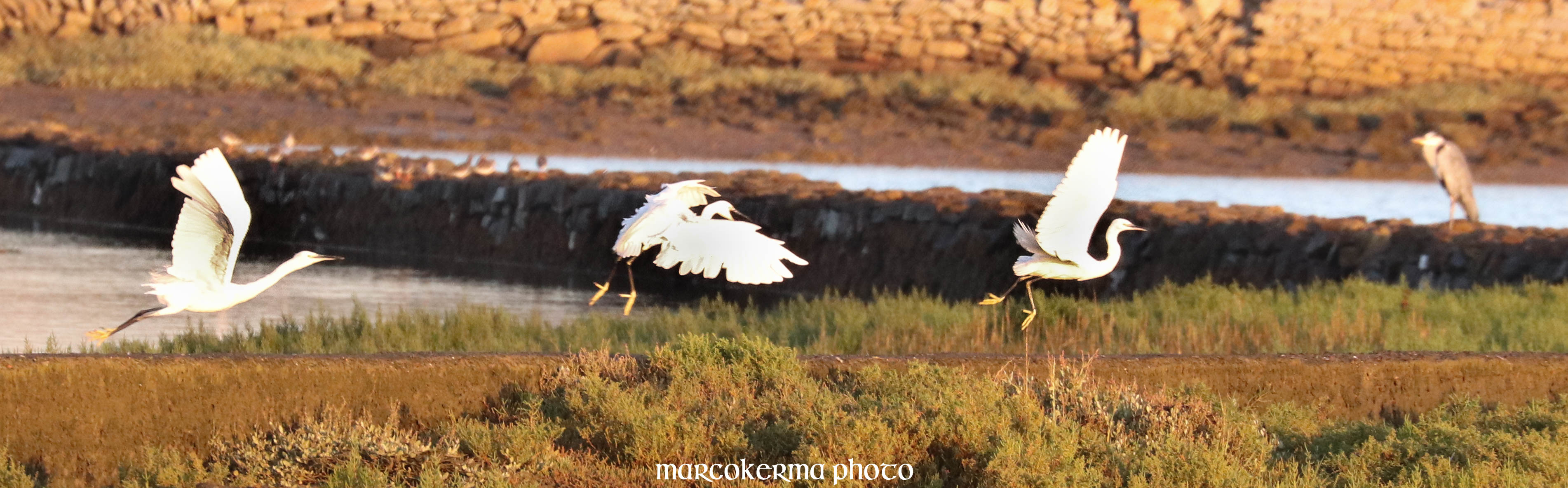 oiseaux de septembre, Toul Keun, 15 sept.19, 8h11