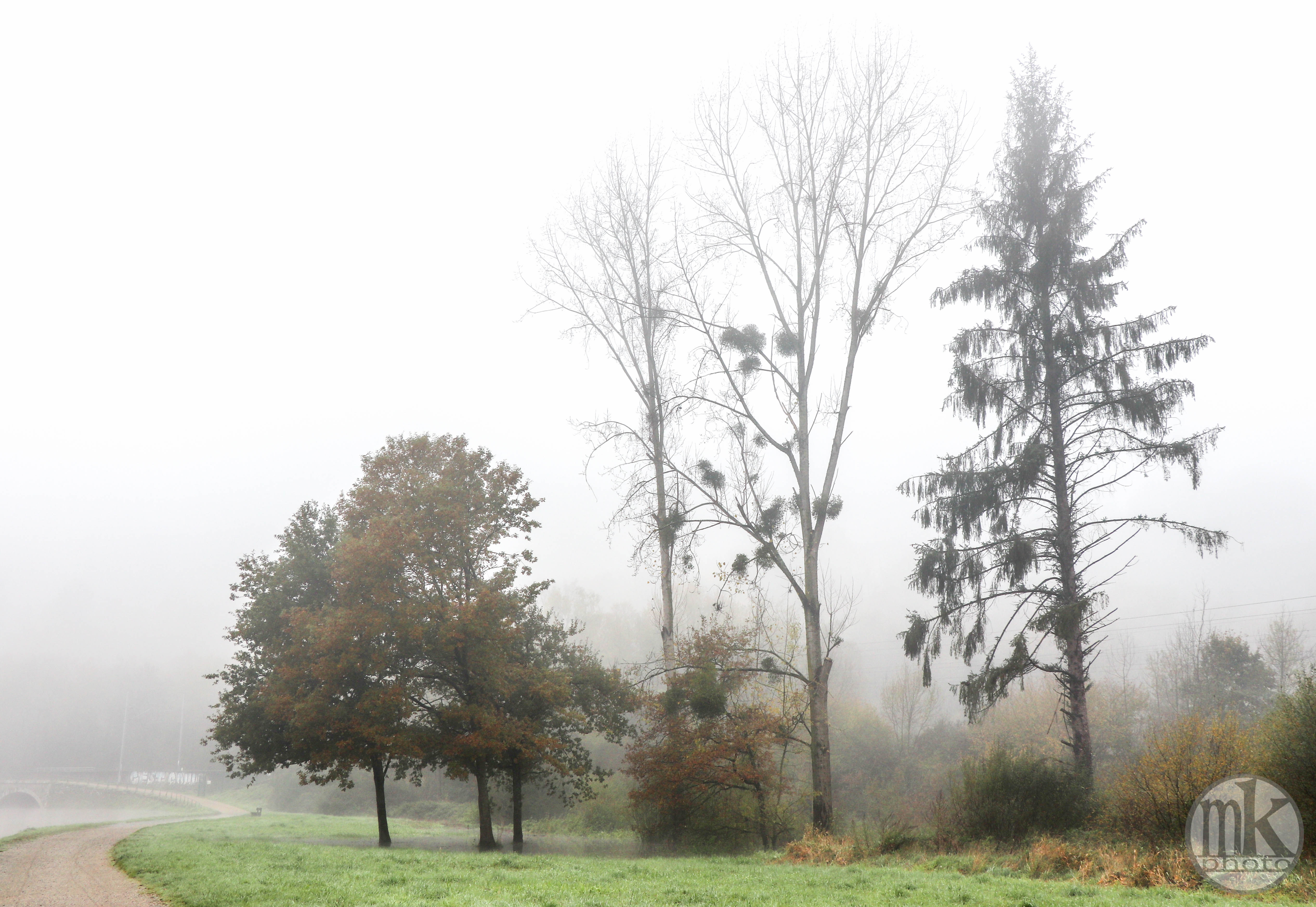 la Vilaine, arbres, 17 nov 19, 12h17.jpg