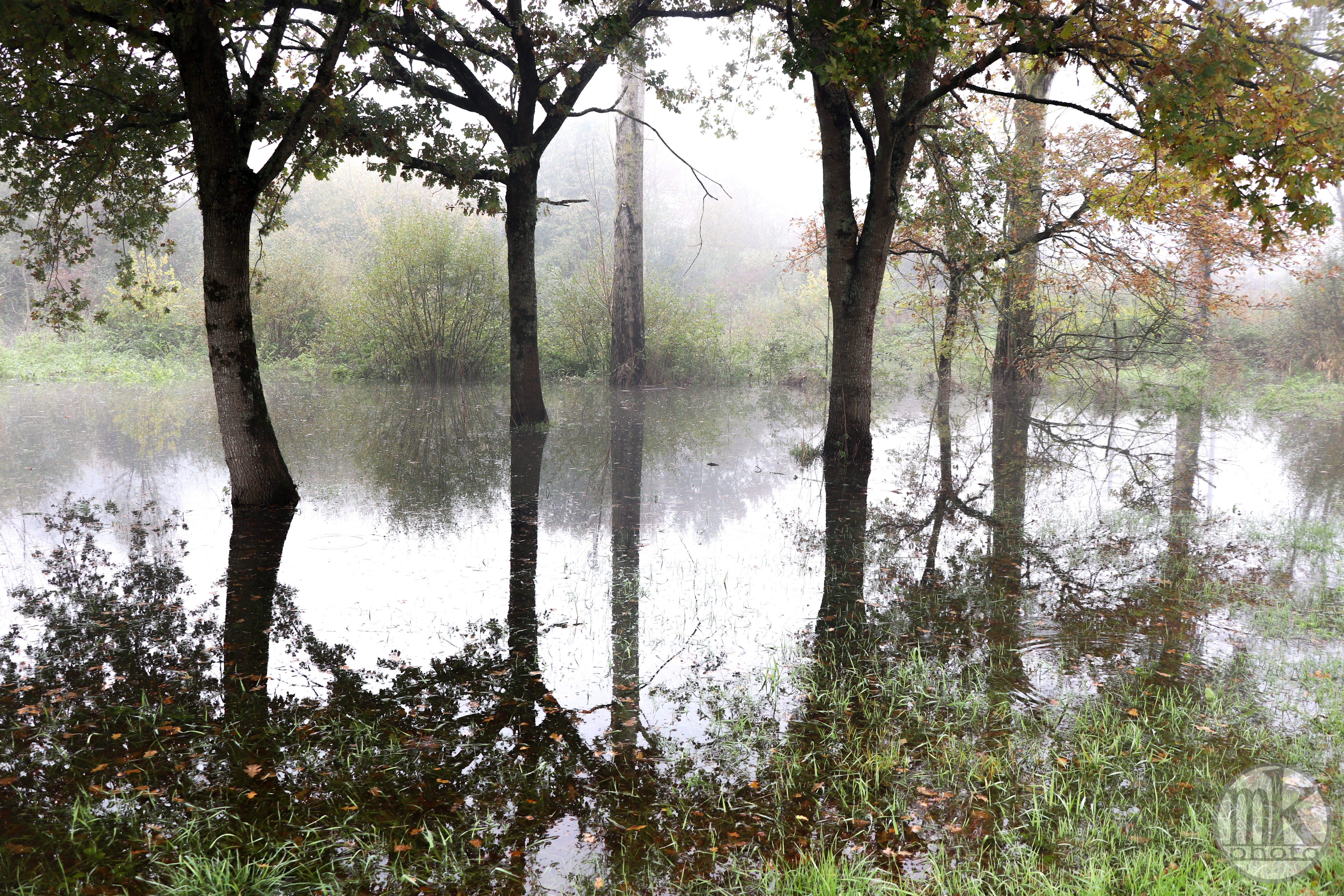 la Vilaine, arbres, 17 nov 19, 12h19.jpg