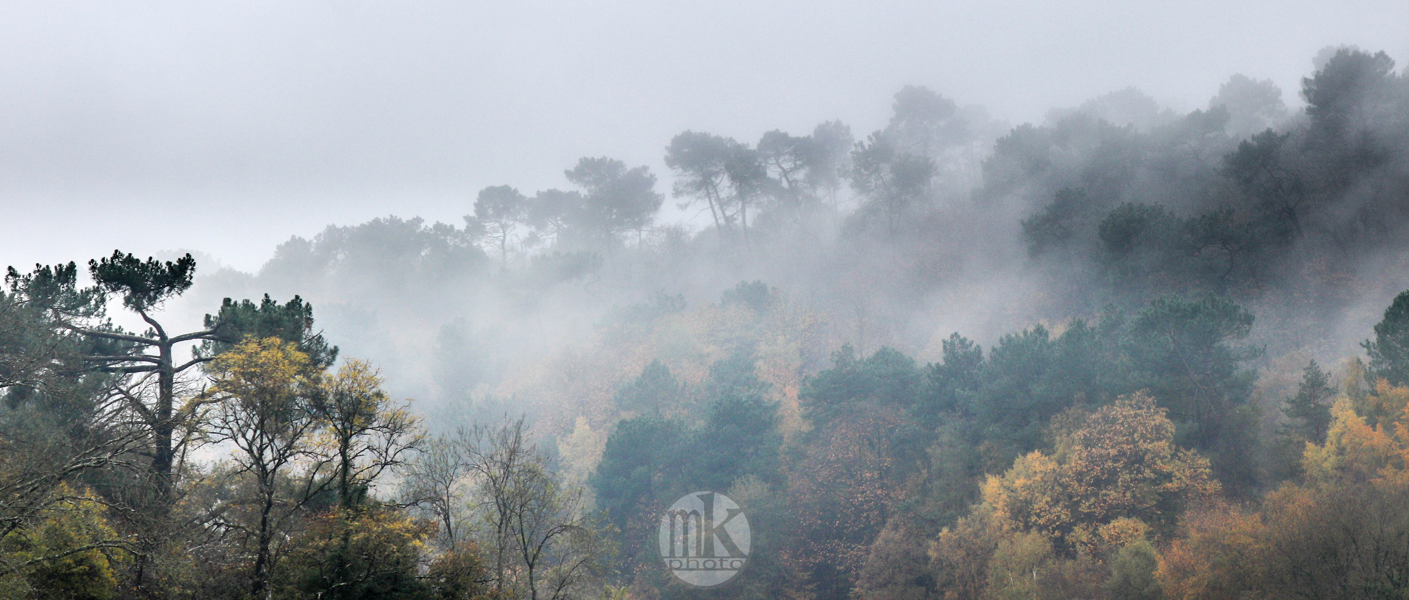 la Vilaine, arbres, 17 nov 19, 13h.jpg