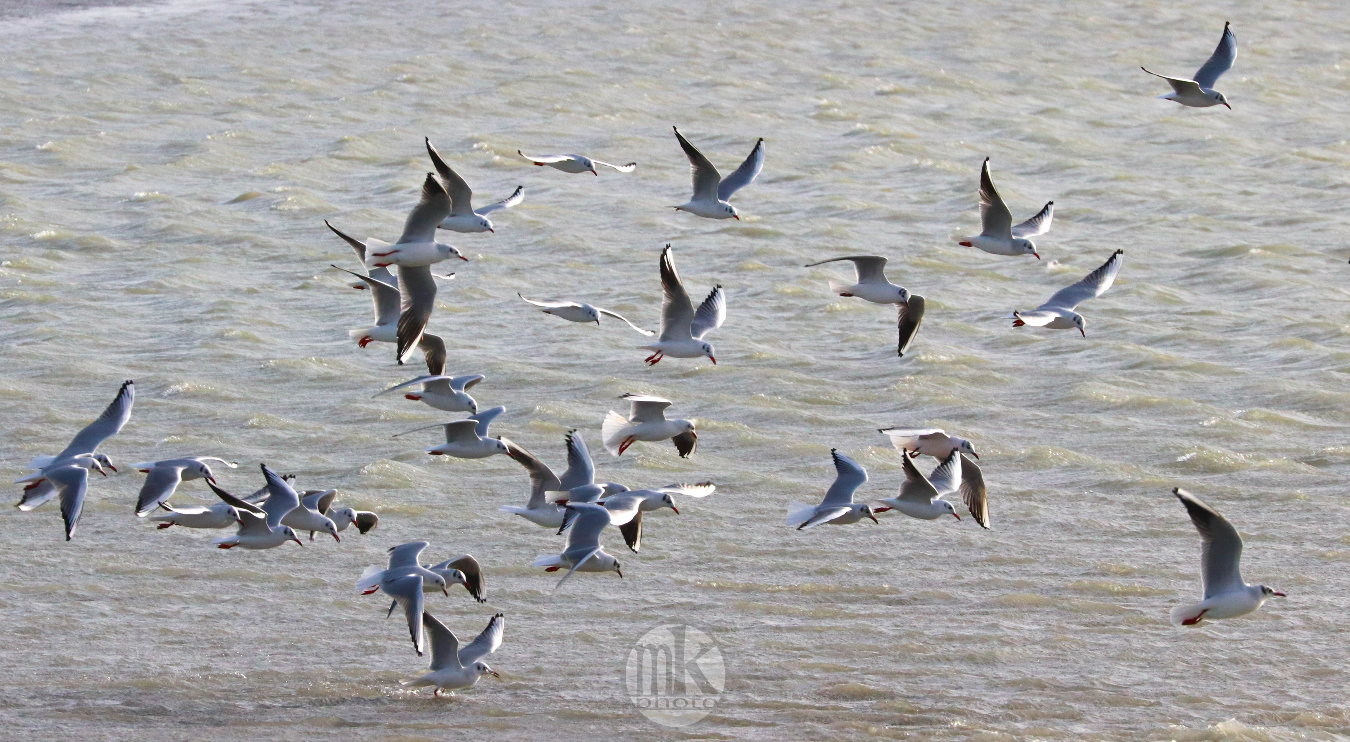 pointe du Hourdel, 24 déc.19, 13h53.jpg