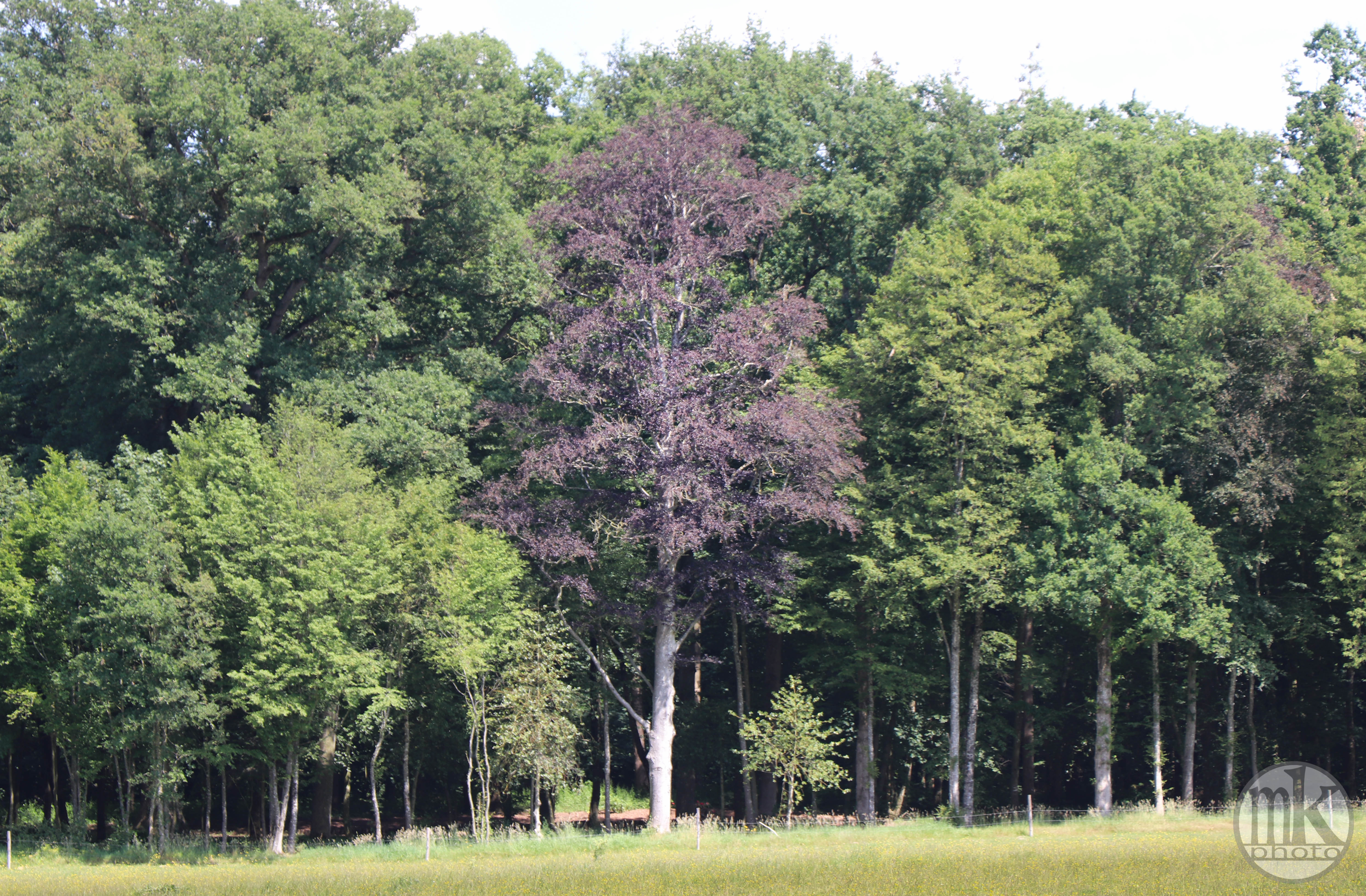 arbre, , Piré s-Seiche, 21 mai 2020, 15-58-26