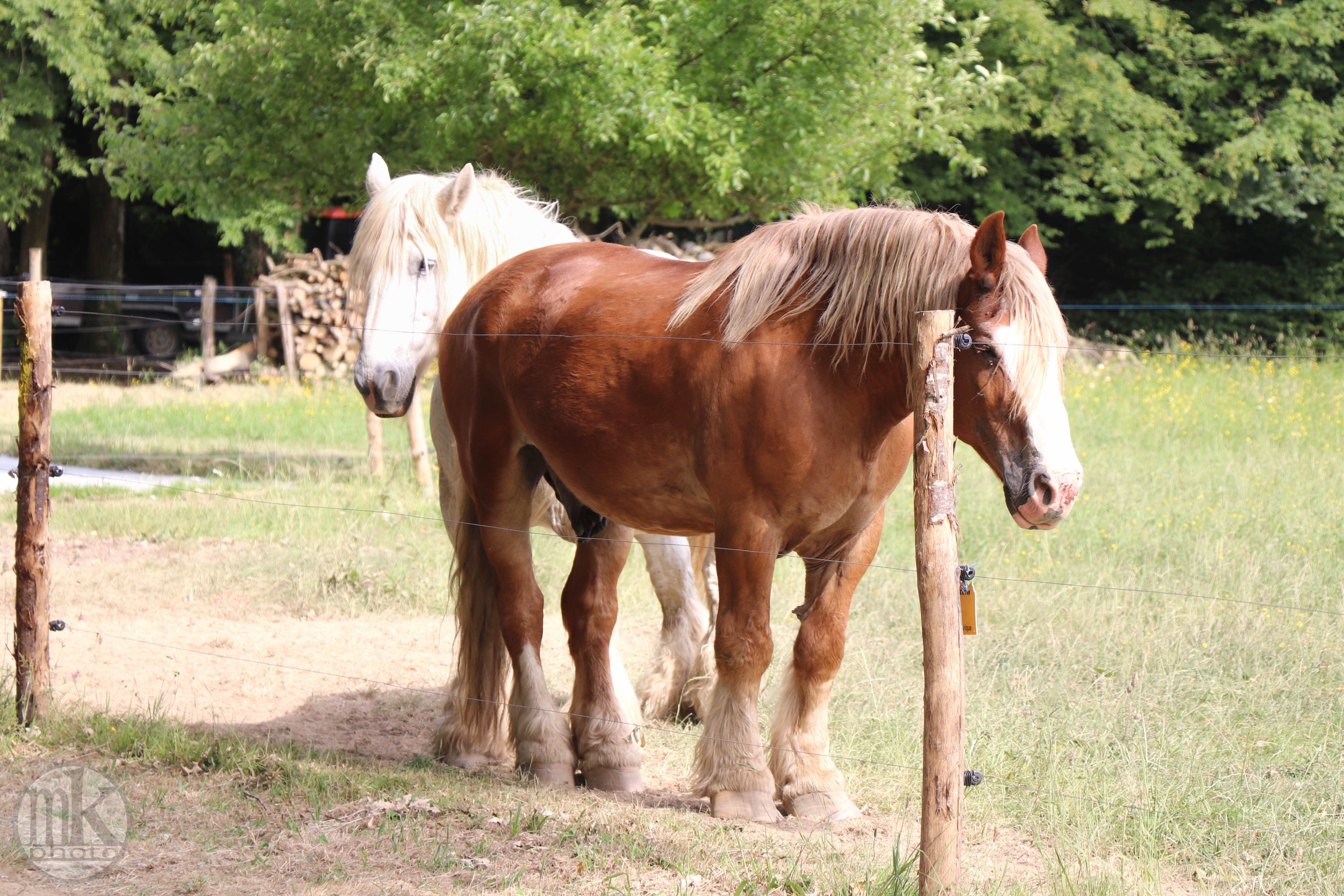 château Poitevins mulassiers, Piré s-Seiche, 21 mai 2020, 17h16
