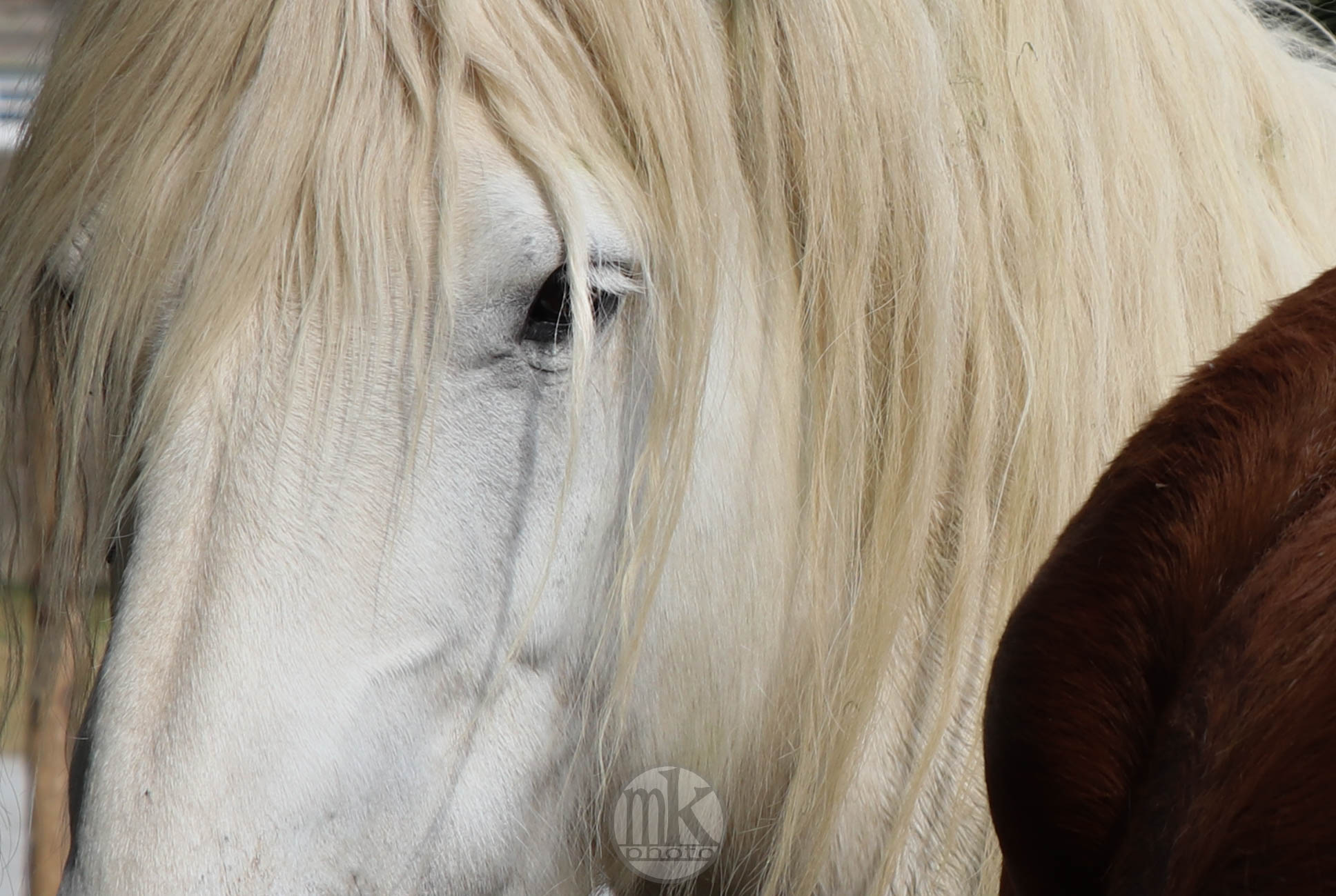 château Poitevins mulassiers, Piré s-Seiche, 21 mai 2020, 17h17-40