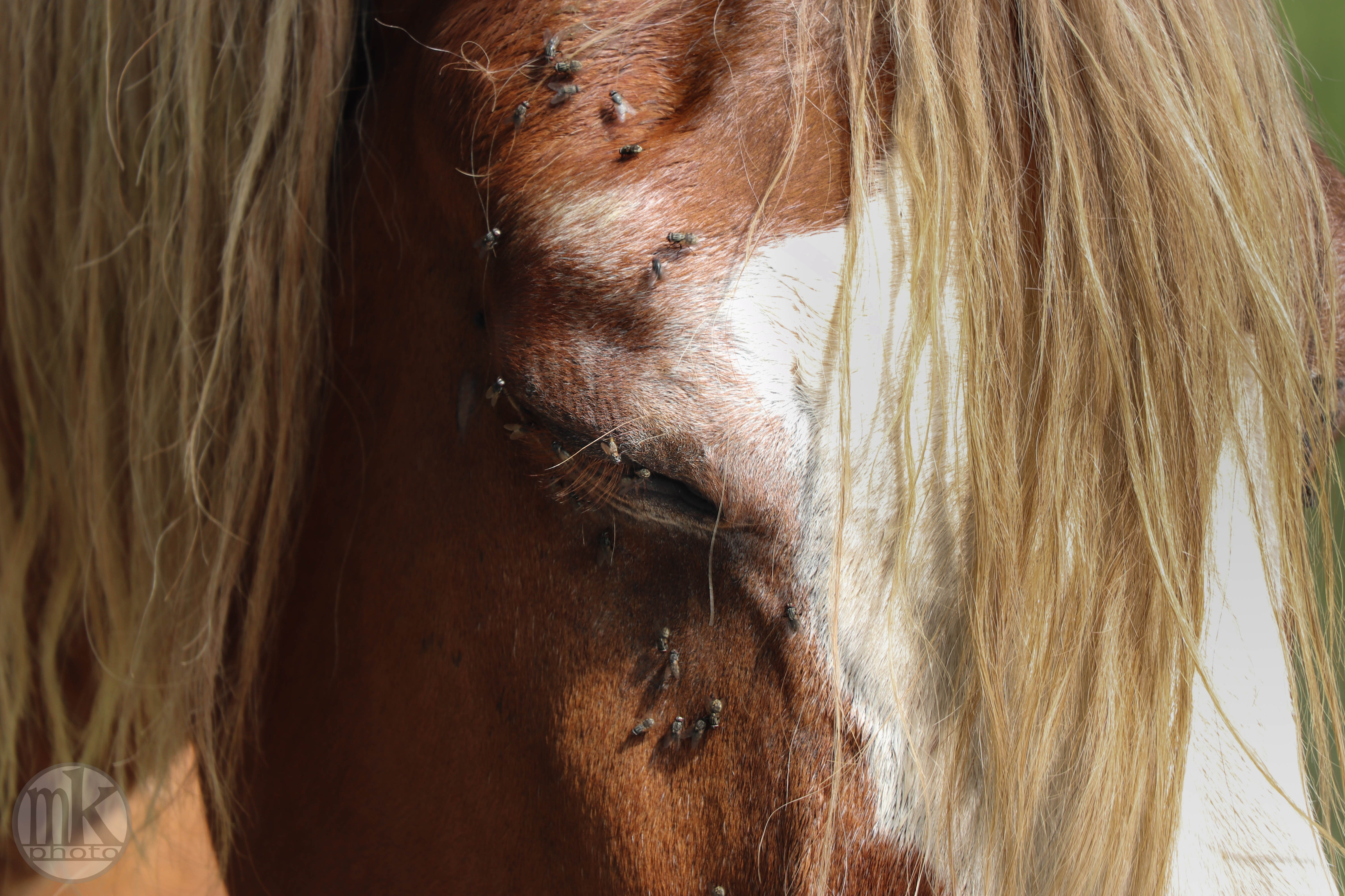 château Poitevins mulassiers, Piré s-Seiche, 21 mai 2020, 17h17-51