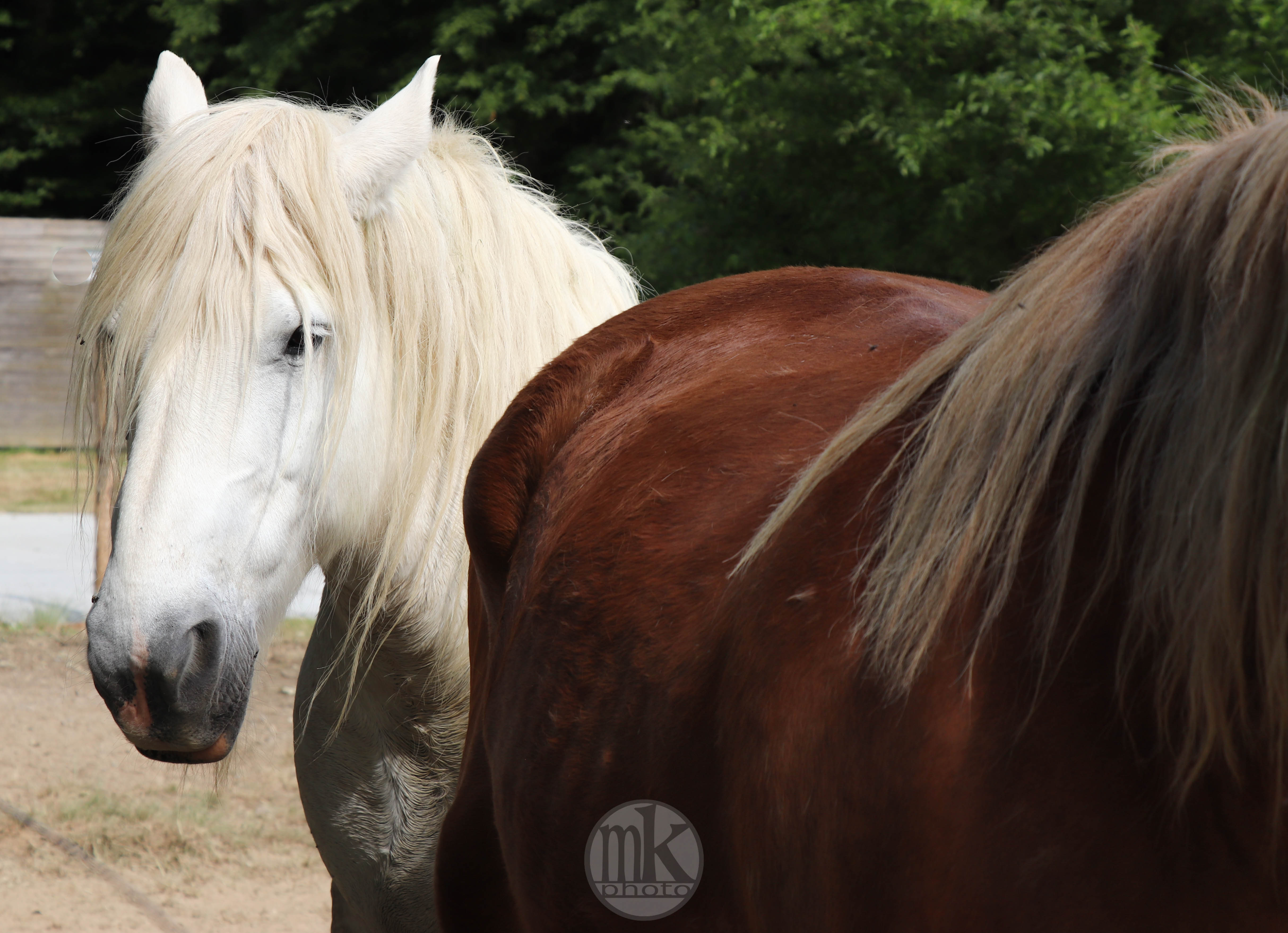 château Poitevins mulassiers, Piré s-Seiche, 21 mai 2020, 17h17
