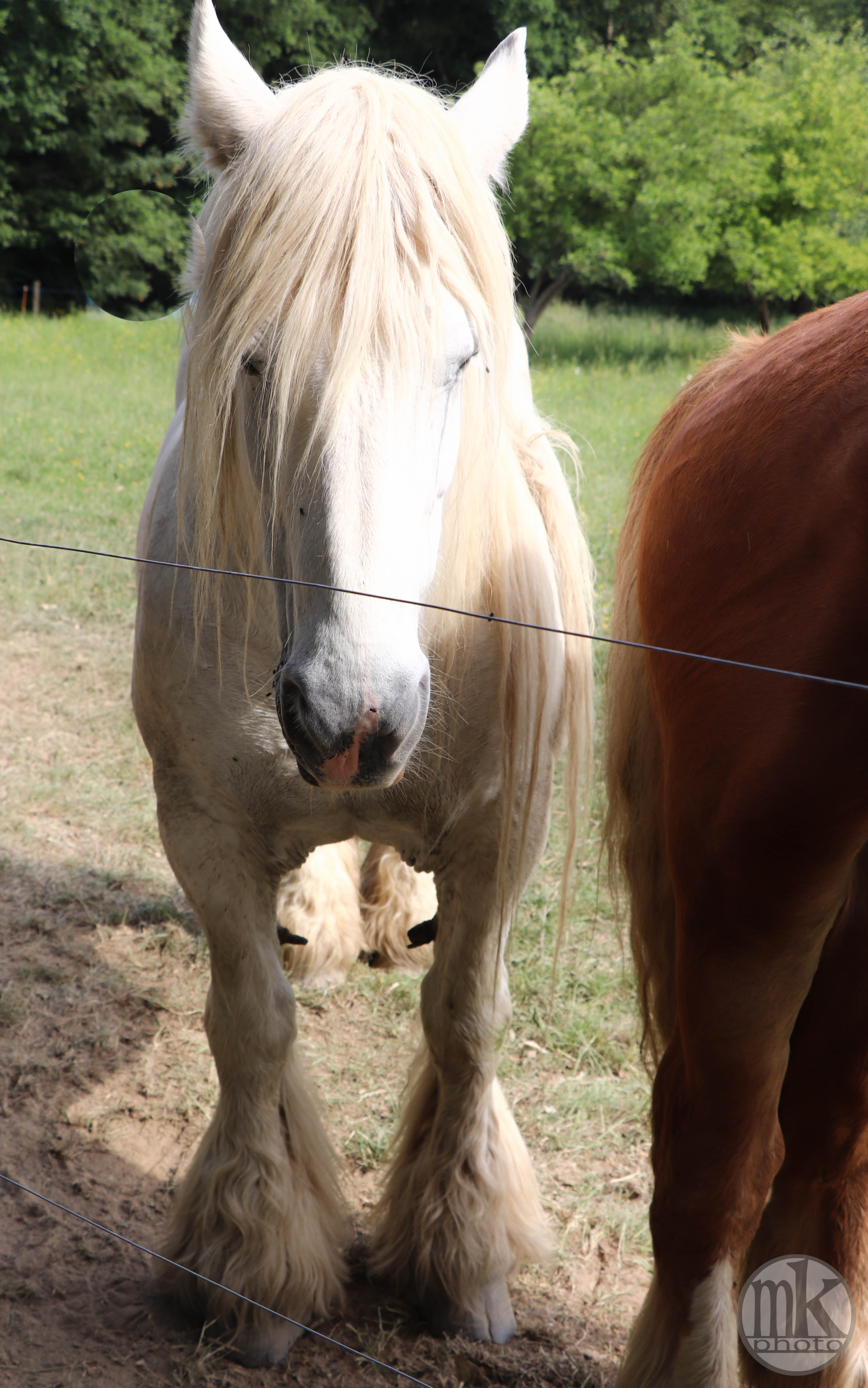 château Poitevins mulassiers, Piré s-Seiche, 21 mai 2020, 17h18-20