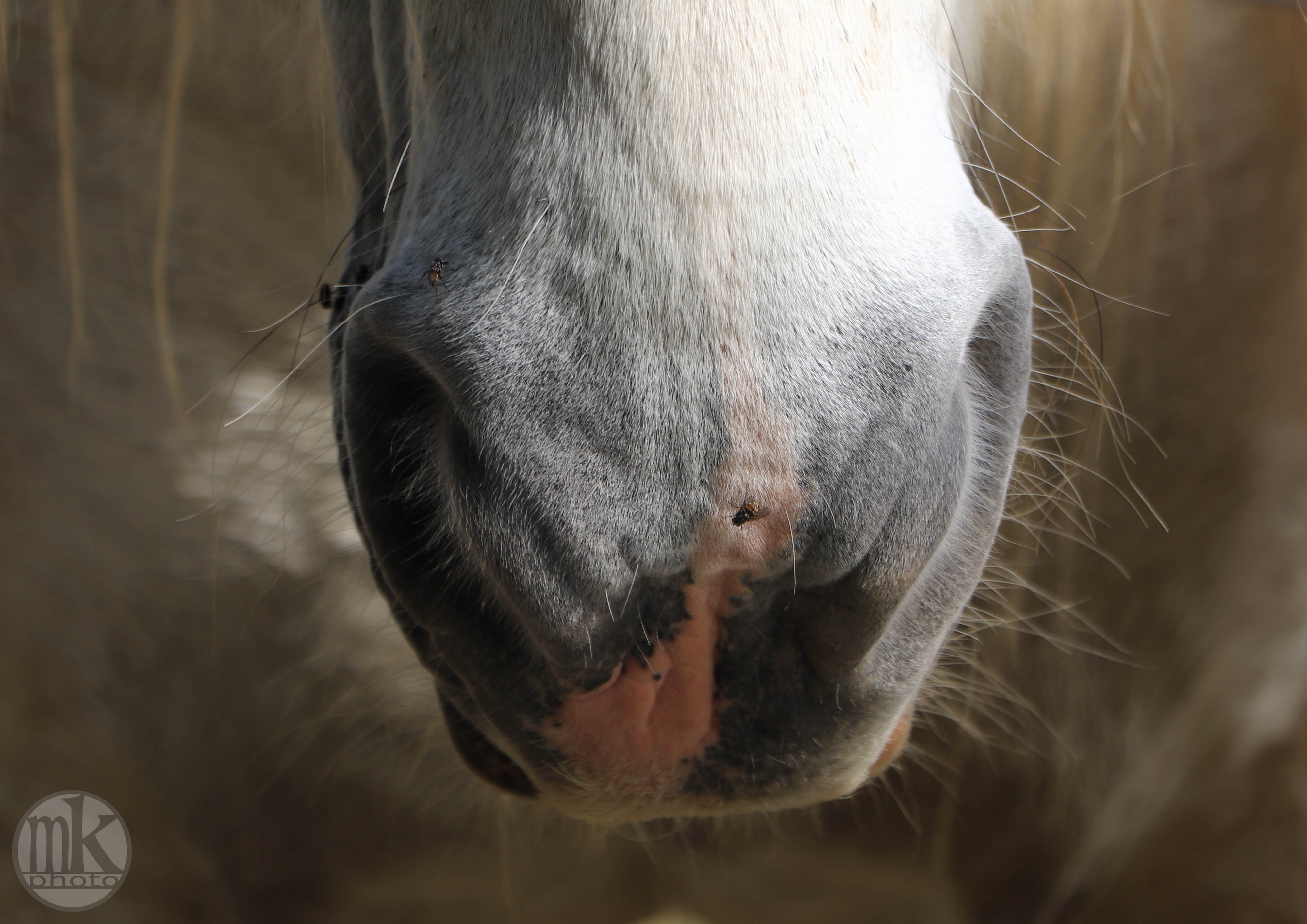 château Poitevins mulassiers, Piré s-Seiche, 21 mai 2020, 17h18-24