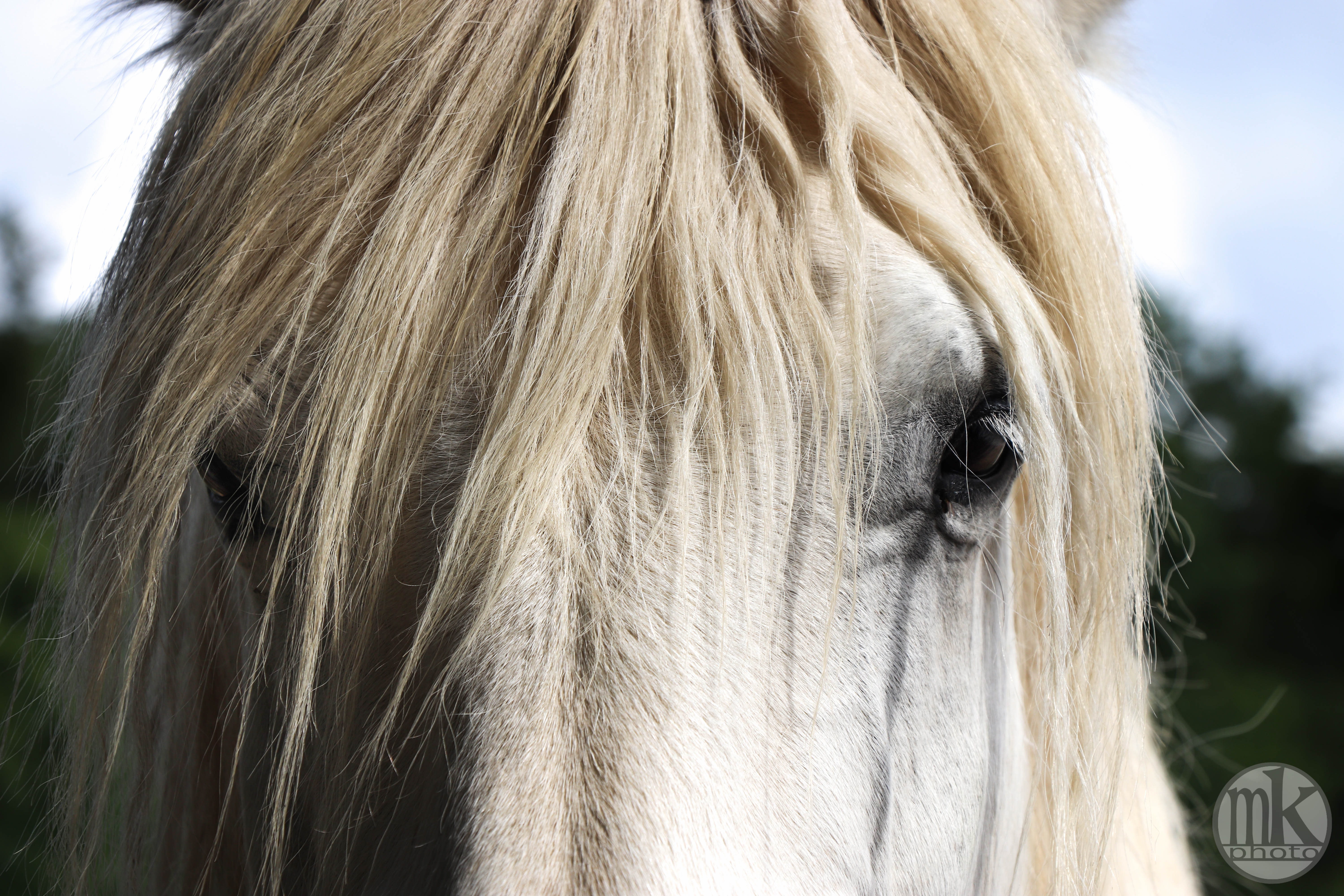 château Poitevins mulassiers, Piré s-Seiche, 21 mai 2020, 17h18-36