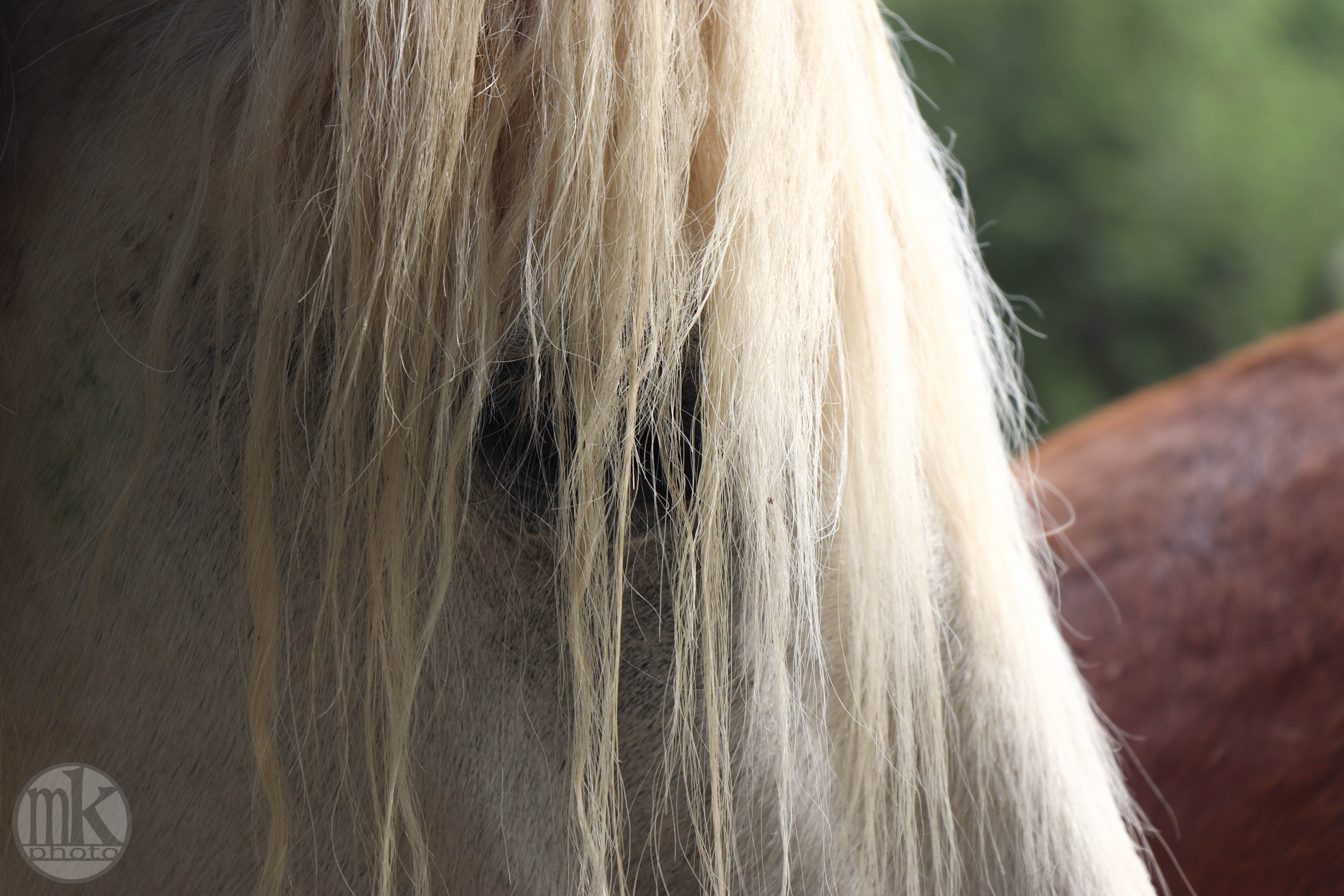 château Poitevins mulassiers, Piré s-Seiche, 21 mai 2020, 17h19-19