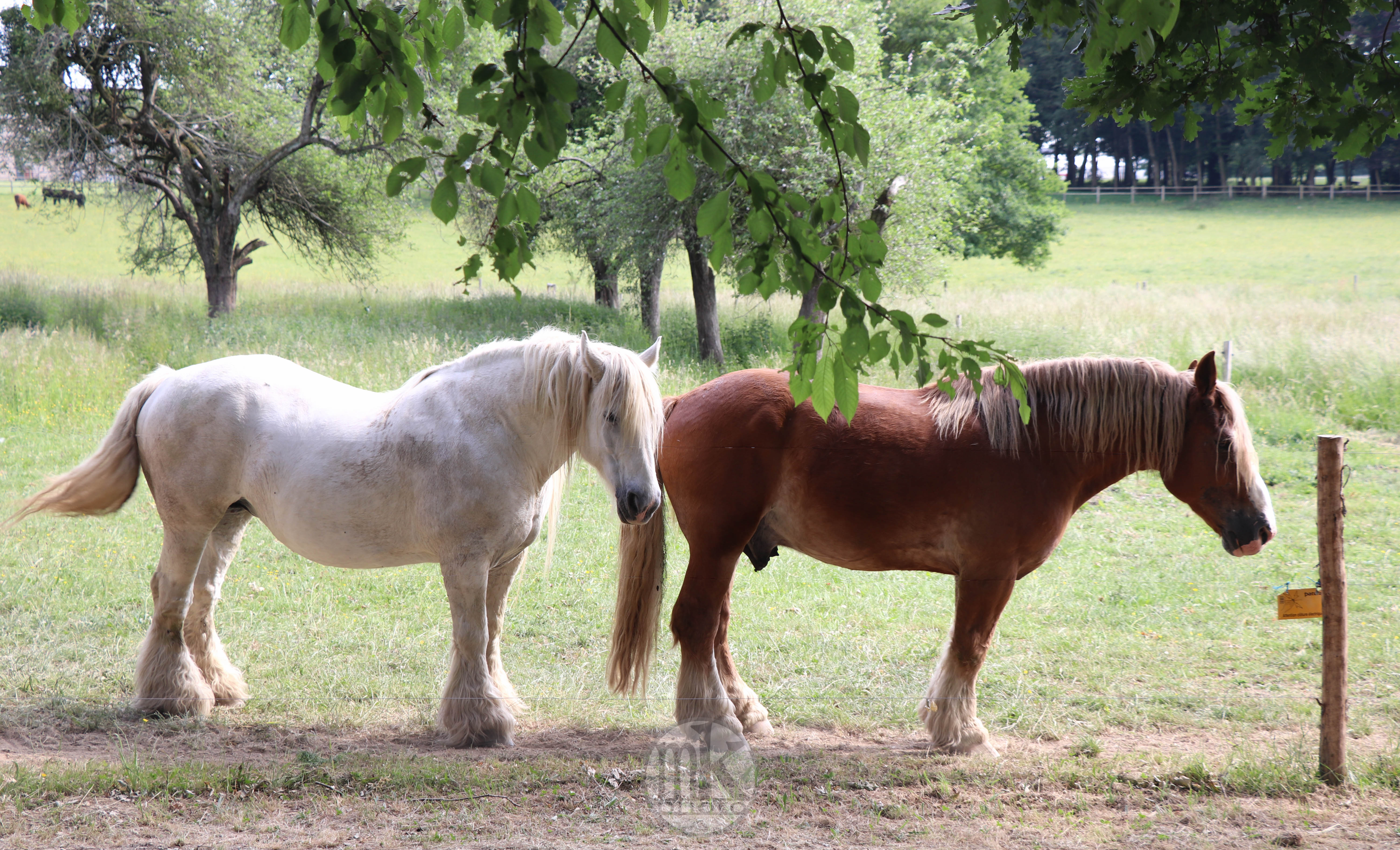 château Poitevins mulassiers, Piré s-Seiche, 21 mai 2020, 17h23-09