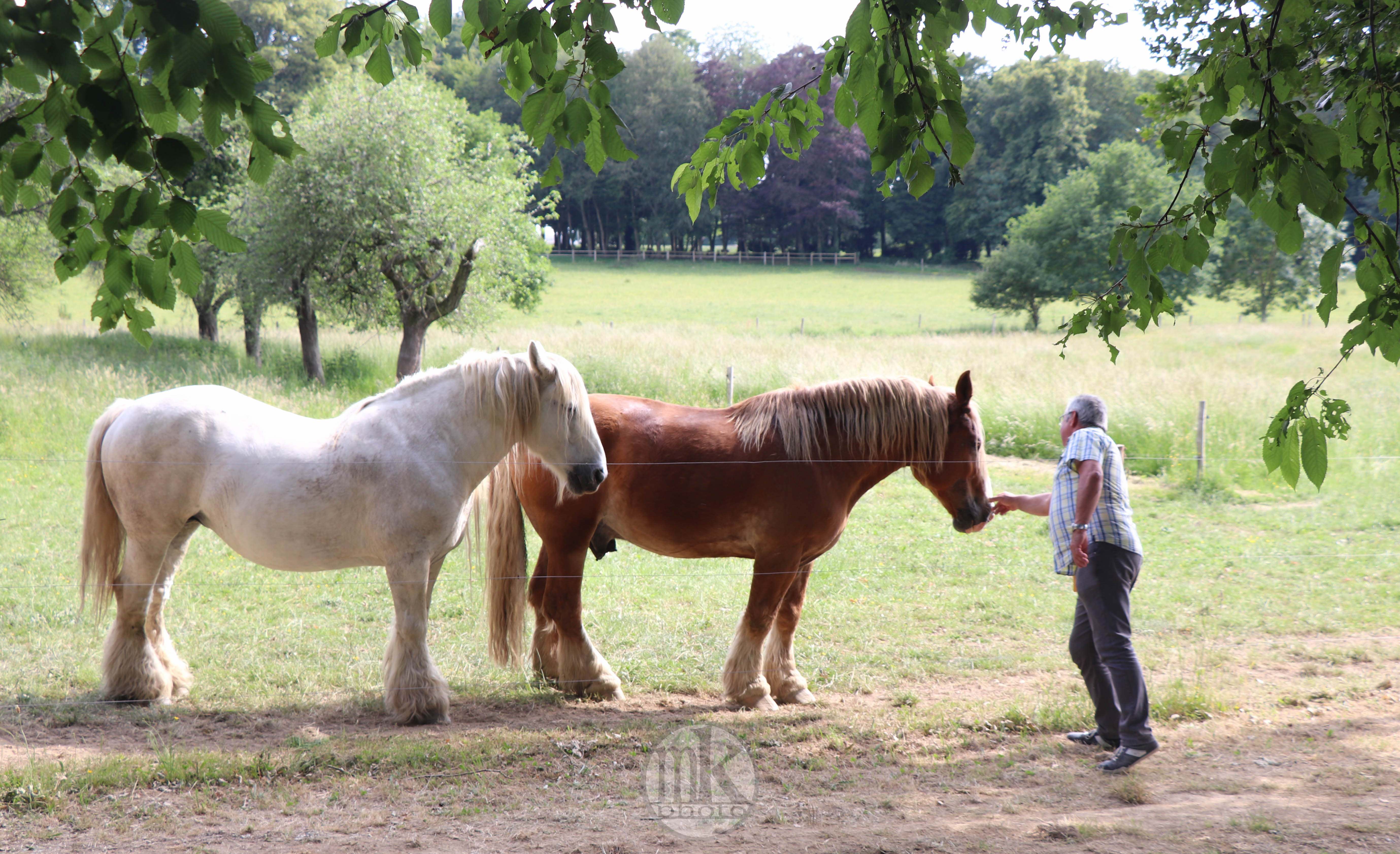 château Poitevins mulassiers, Piré s-Seiche, 21 mai 2020, 17h23-54