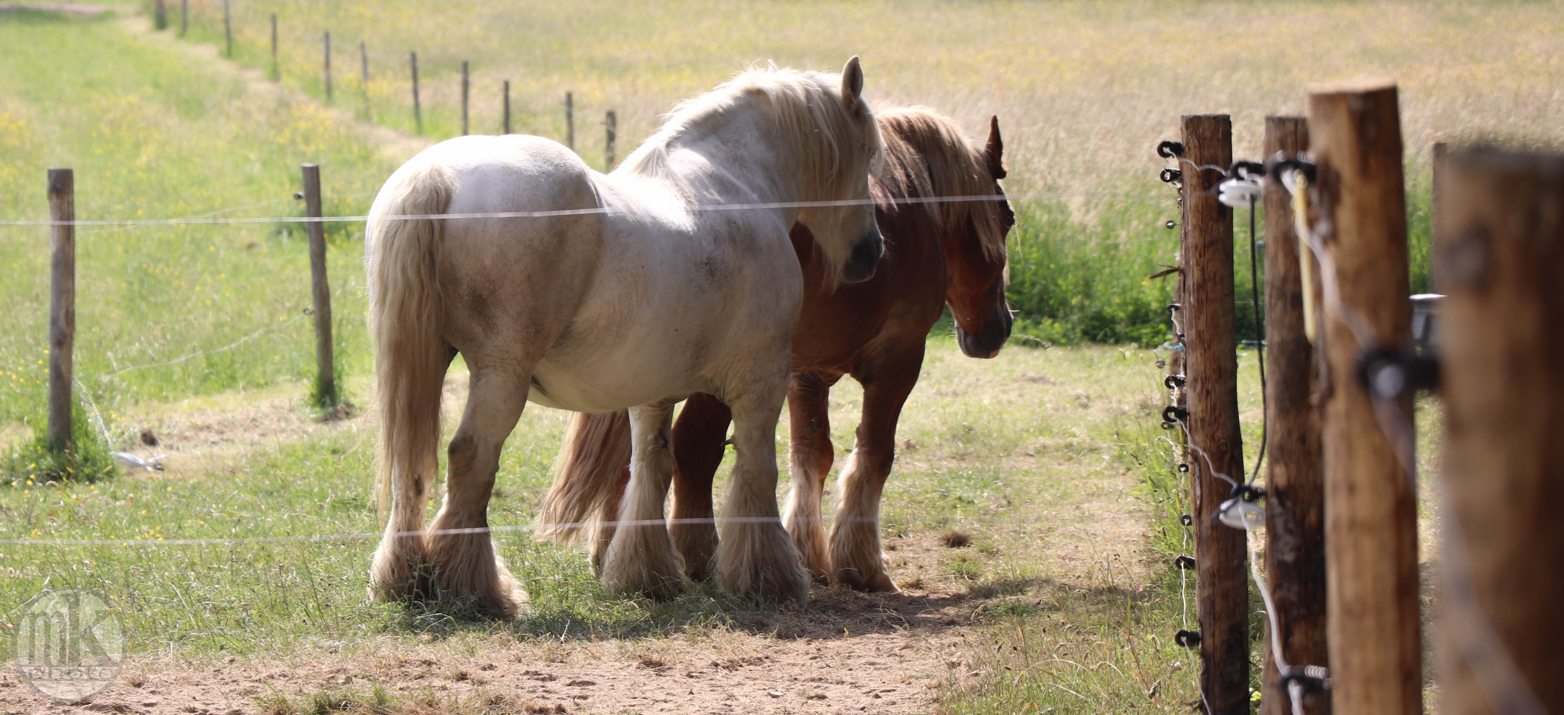 château Poitevins mulassiers, Piré s-Seiche, 21 mai 2020, 17h28-27