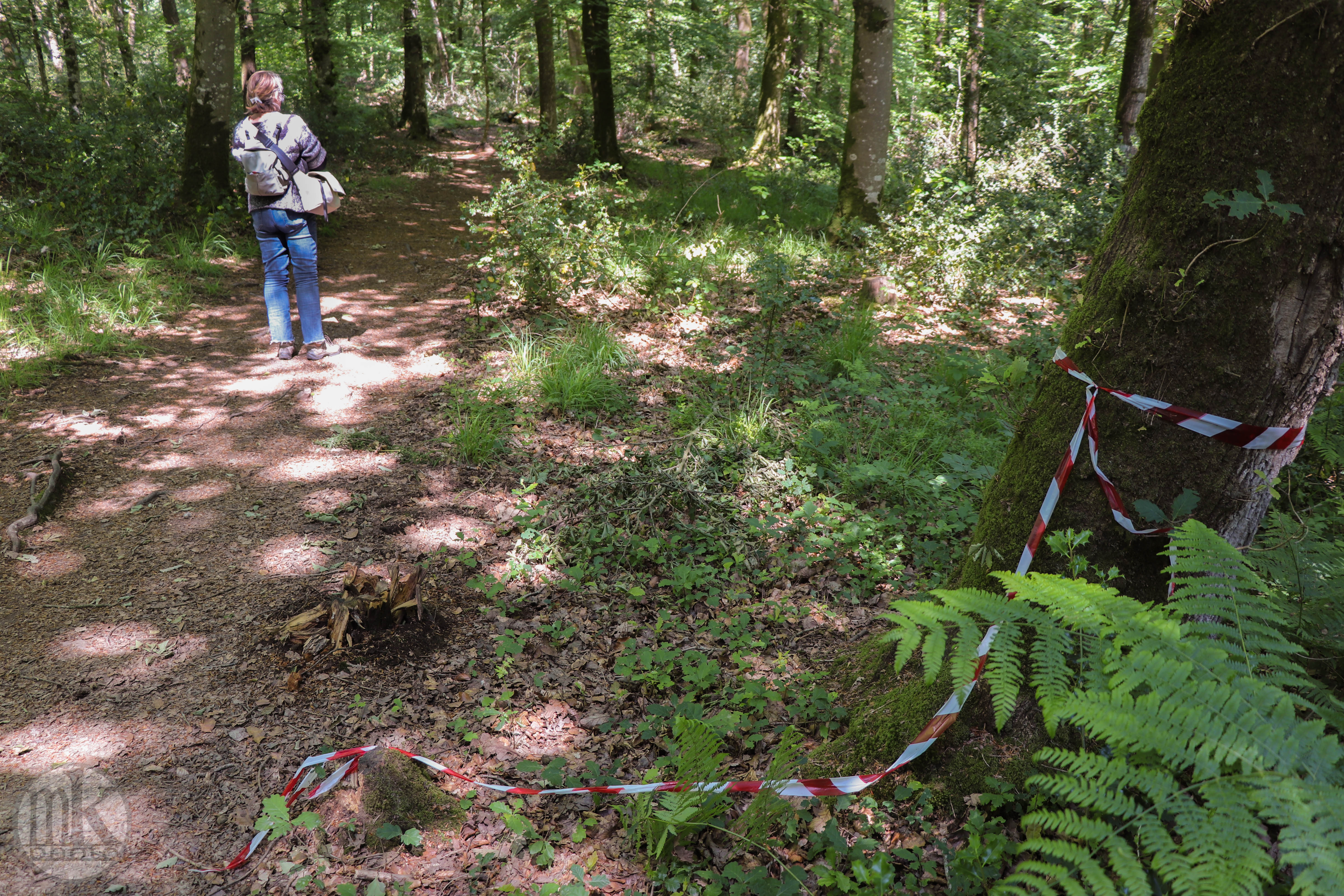 forêt de la Corbière, 15 mai 2020, 15h37