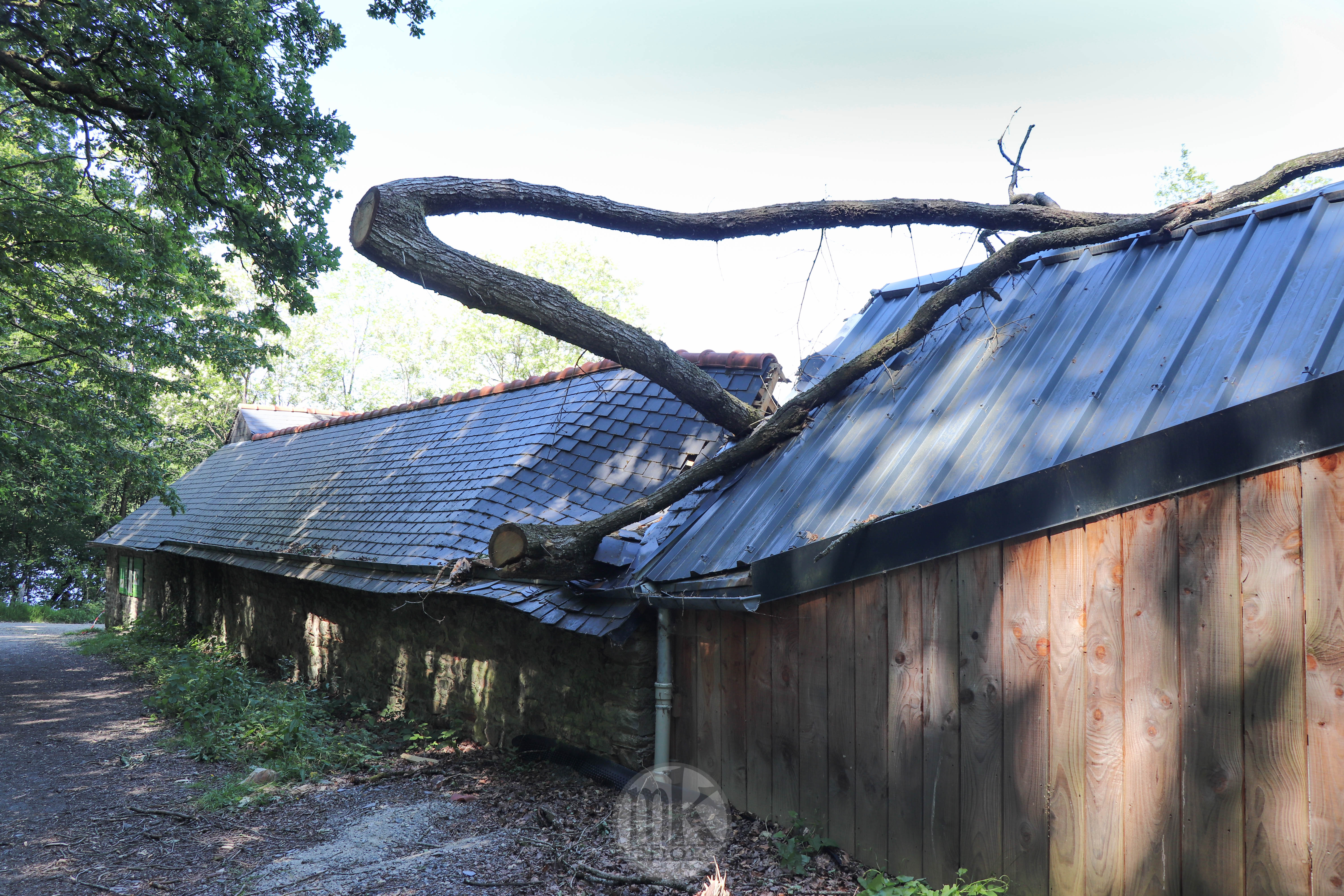 forêt de la Corbière, 15 mai 2020, 15h46