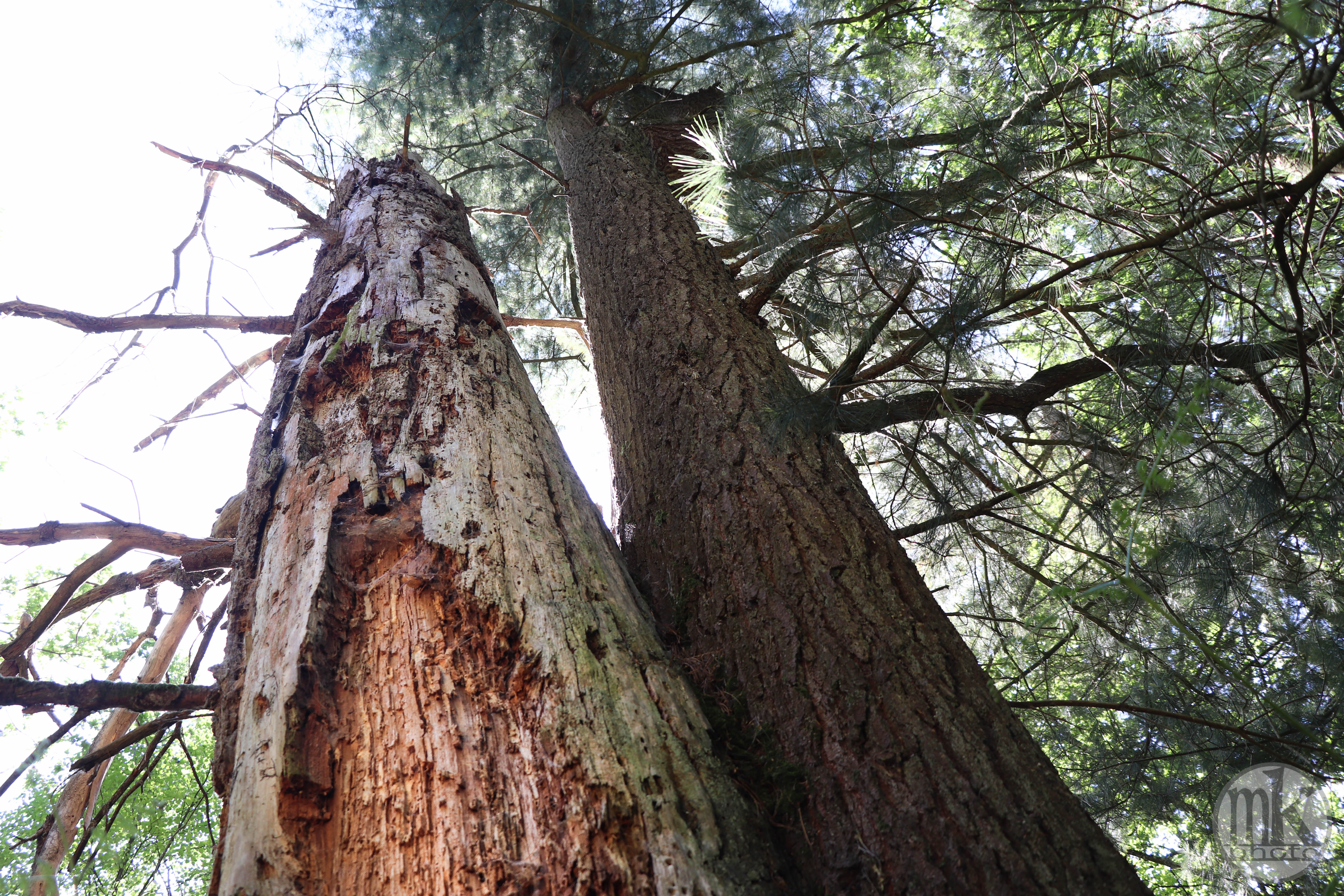 forêt de la Corbière, 15 mai 2020, 15h56