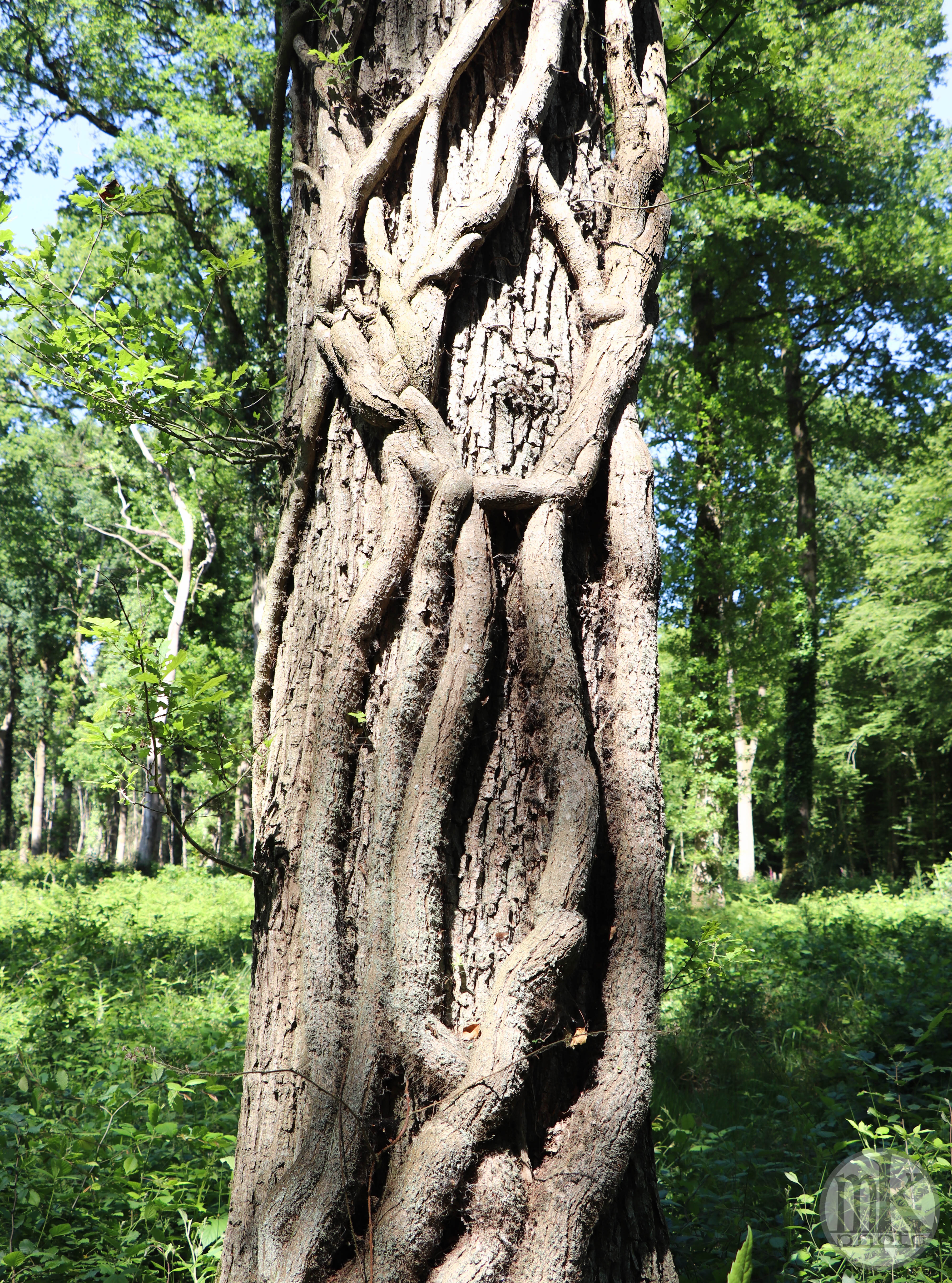 forêt de la Corbière, 15 mai 2020, 16h19
