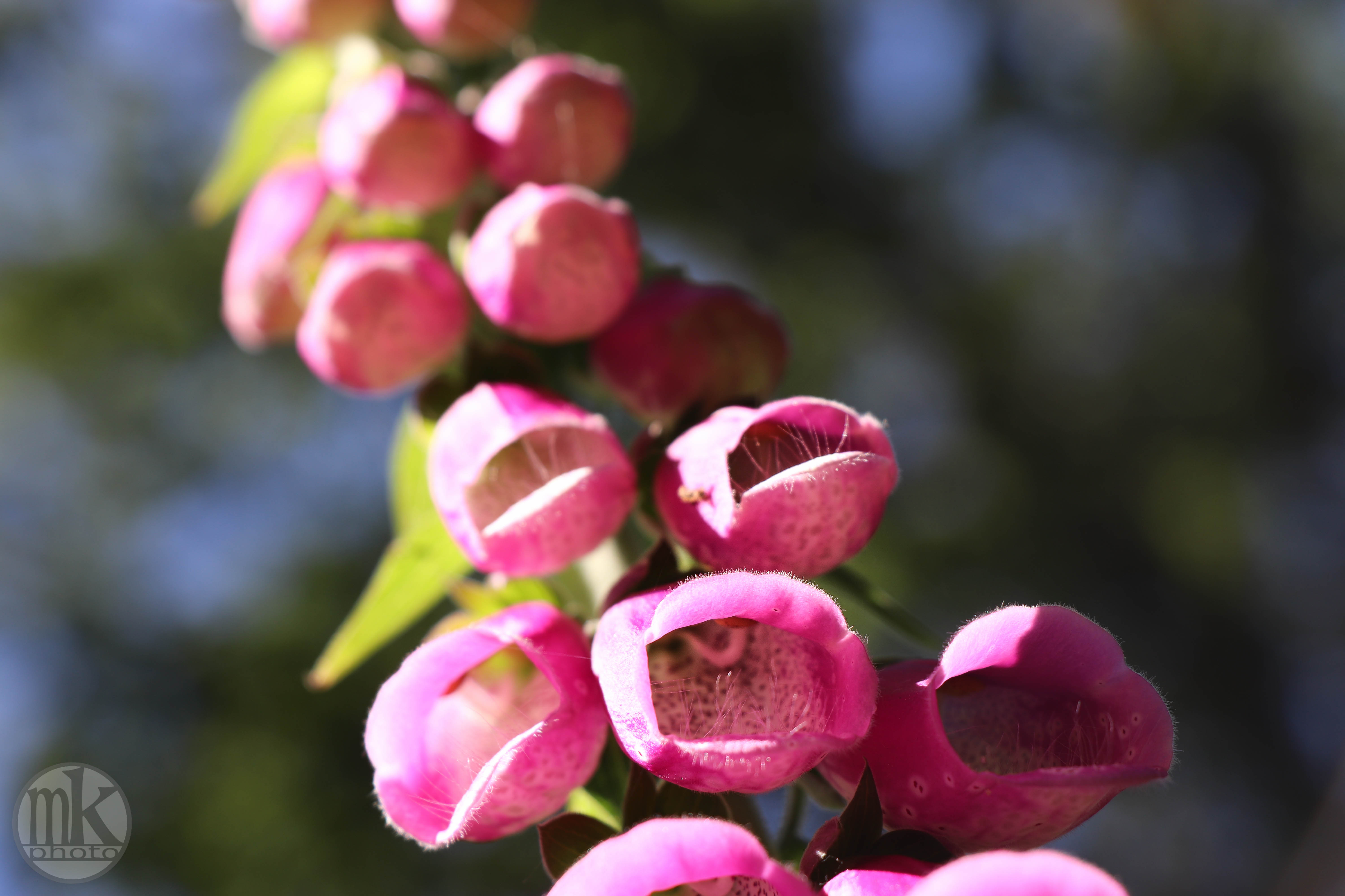 forêt de la Corbière, 15 mai 2020, 16h24-12