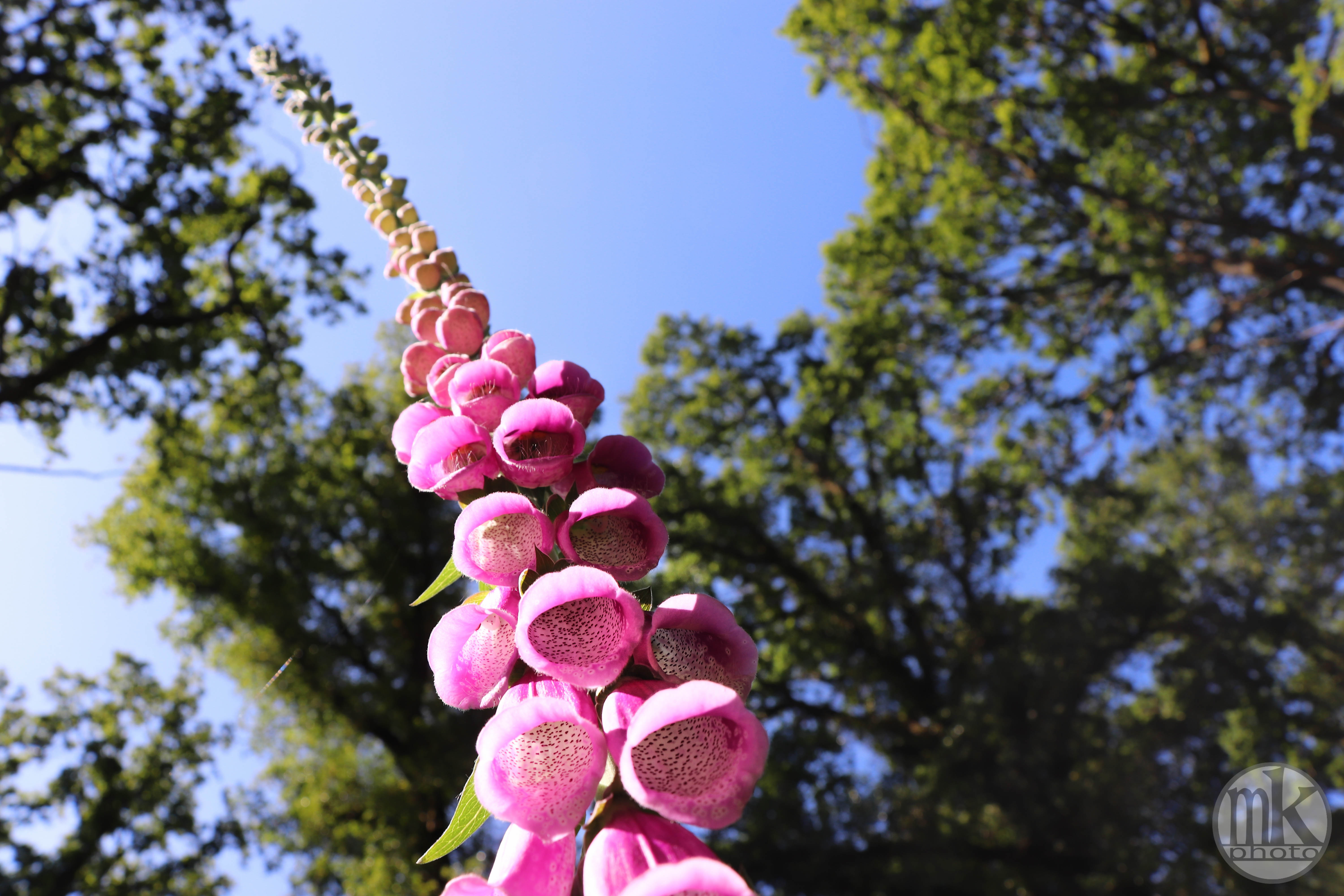 forêt de la Corbière, 15 mai 2020, 16h24