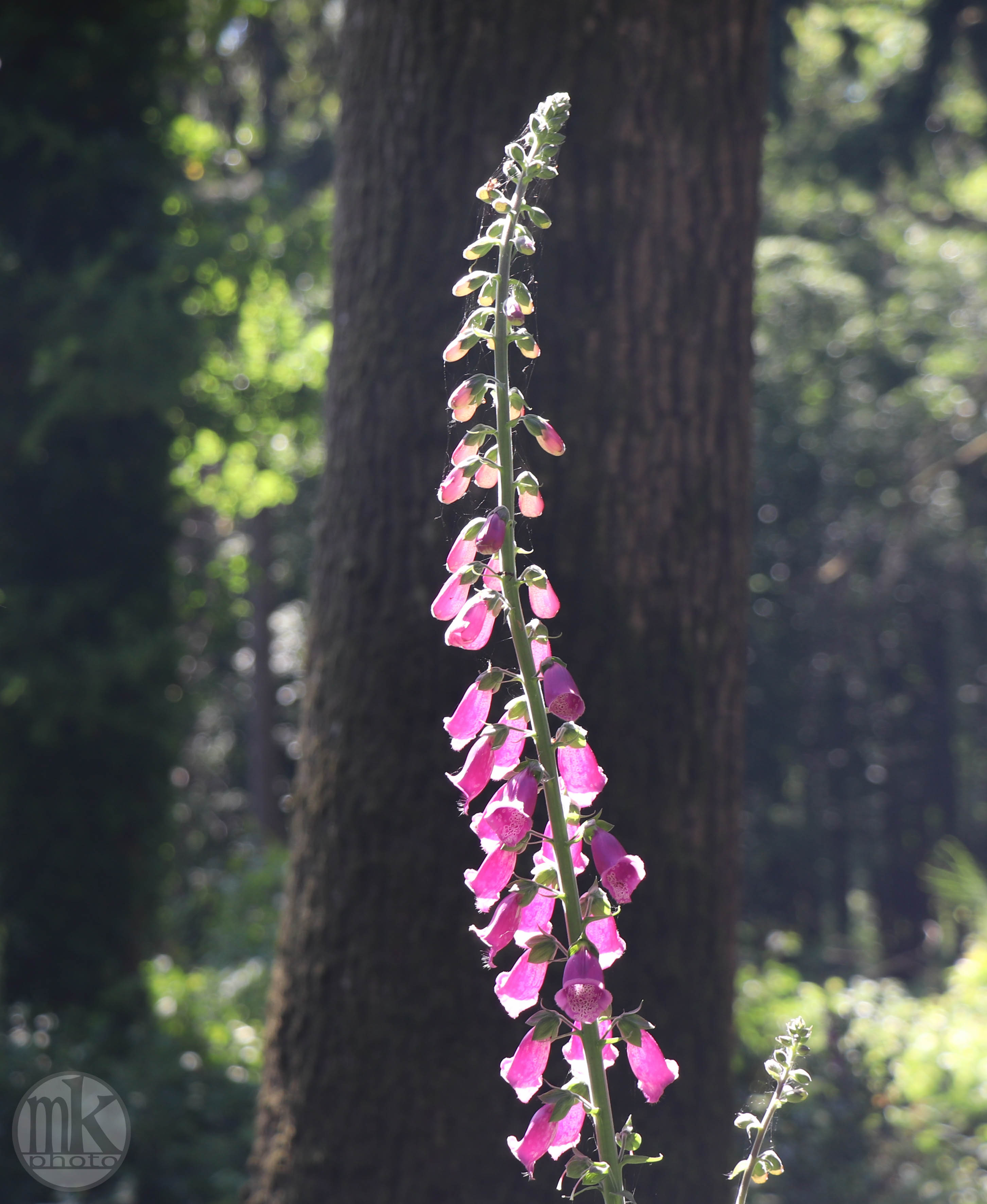 forêt de la Corbière, 15 mai 2020, 16h37