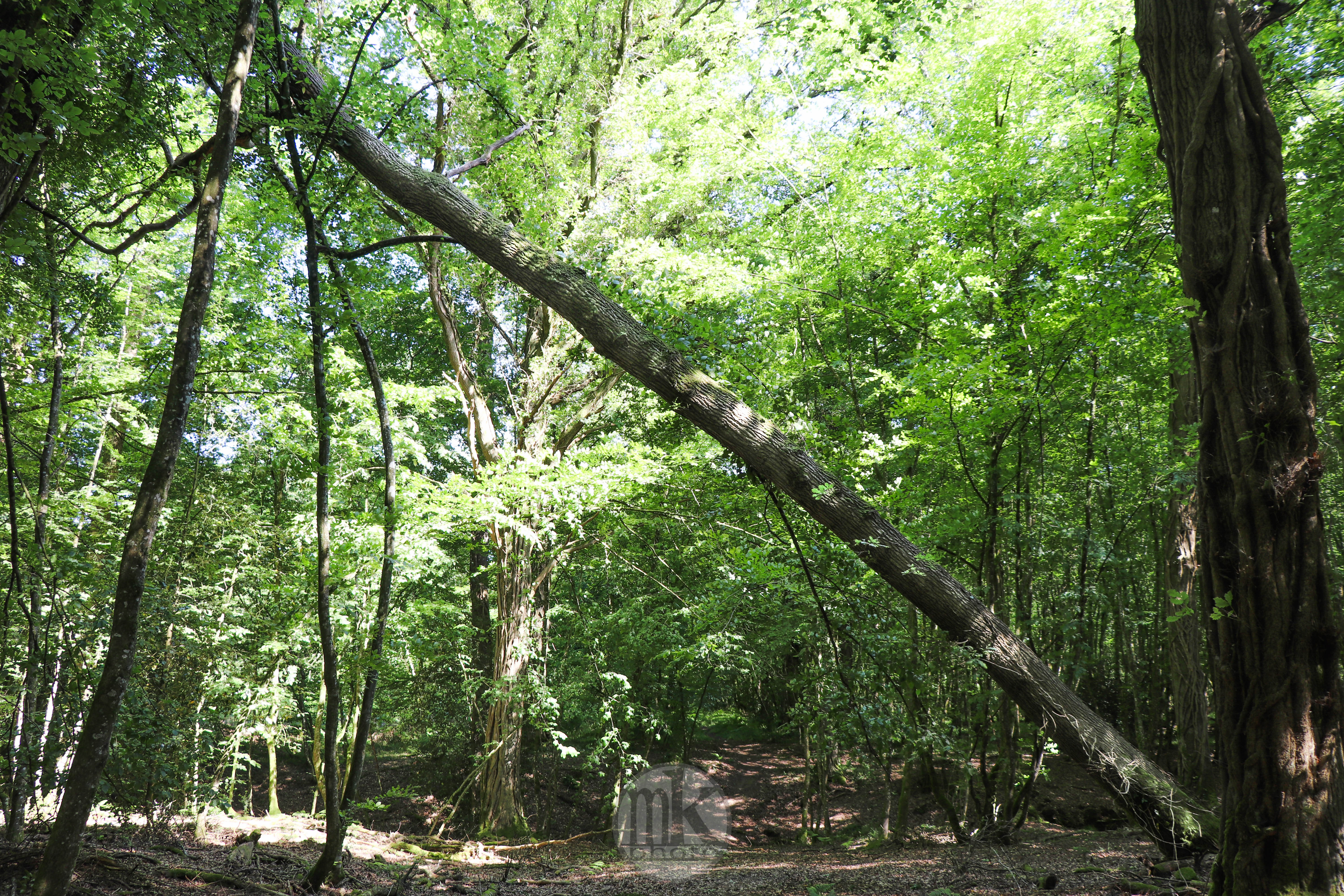 forêt de la Corbière, 15 mai 2020, 16h59