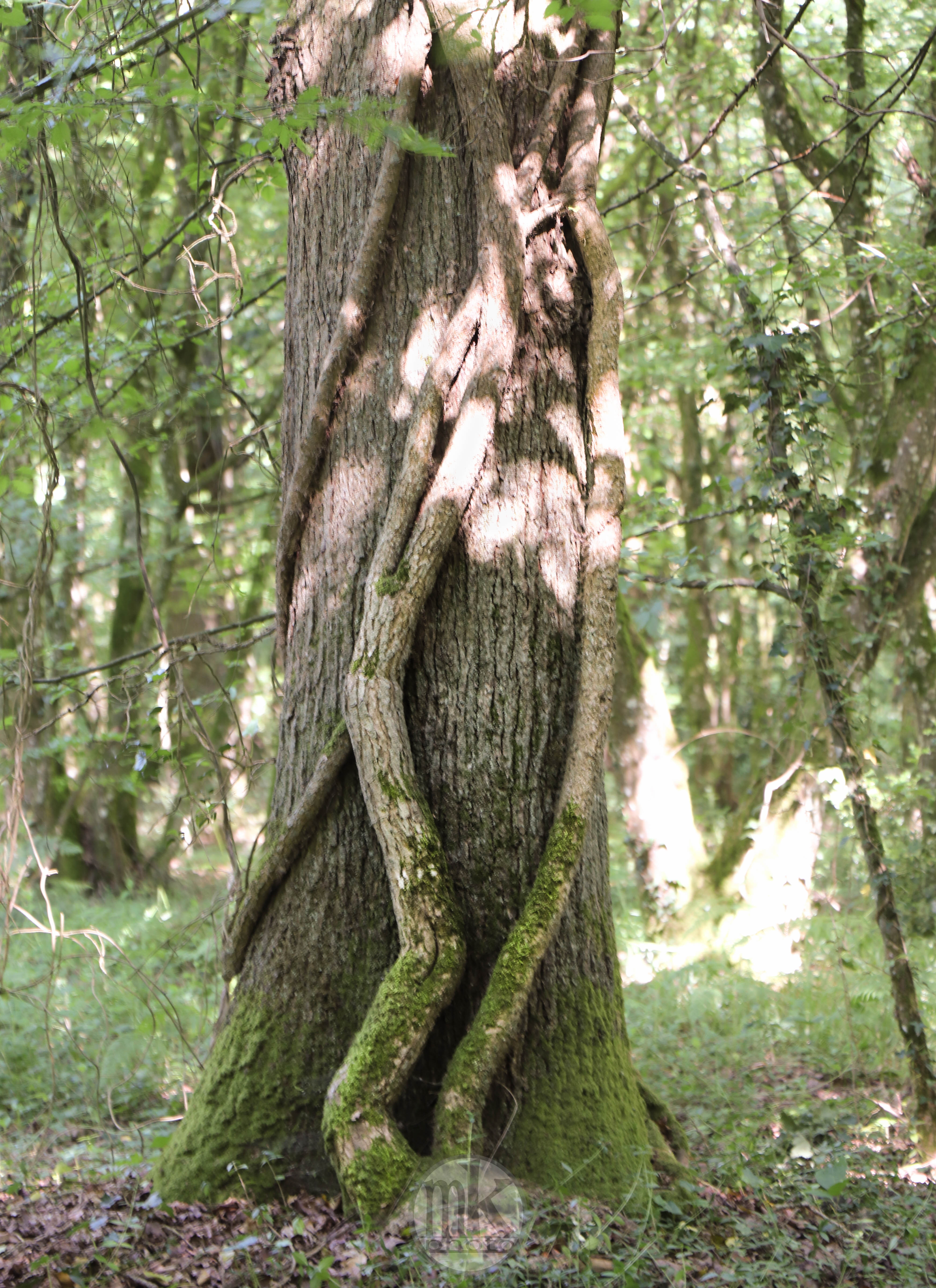 forêt de la Corbière, 15 mai 2020, 17h07