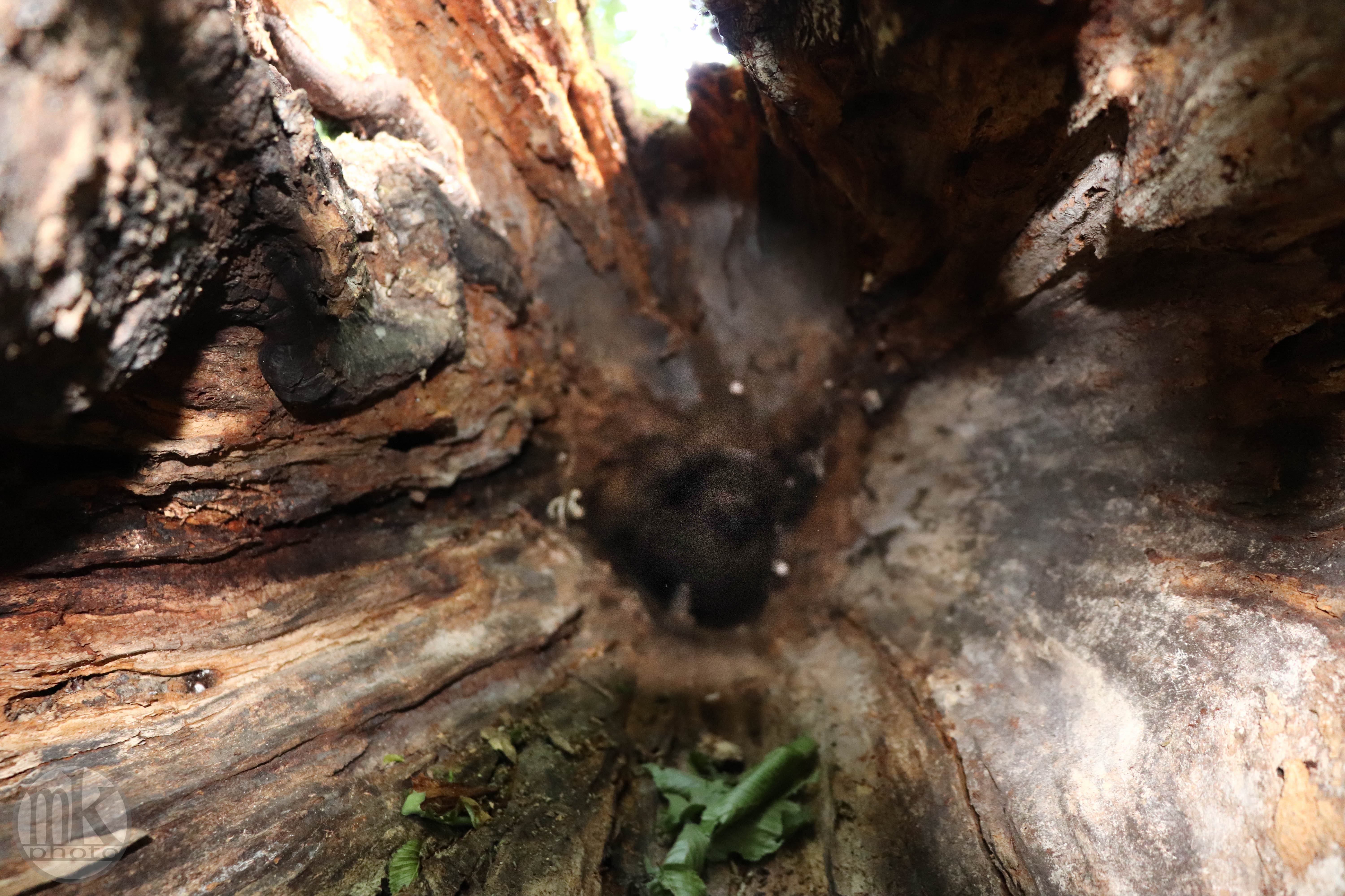 forêt de la Corbière, 15 mai 2020, 17h45
