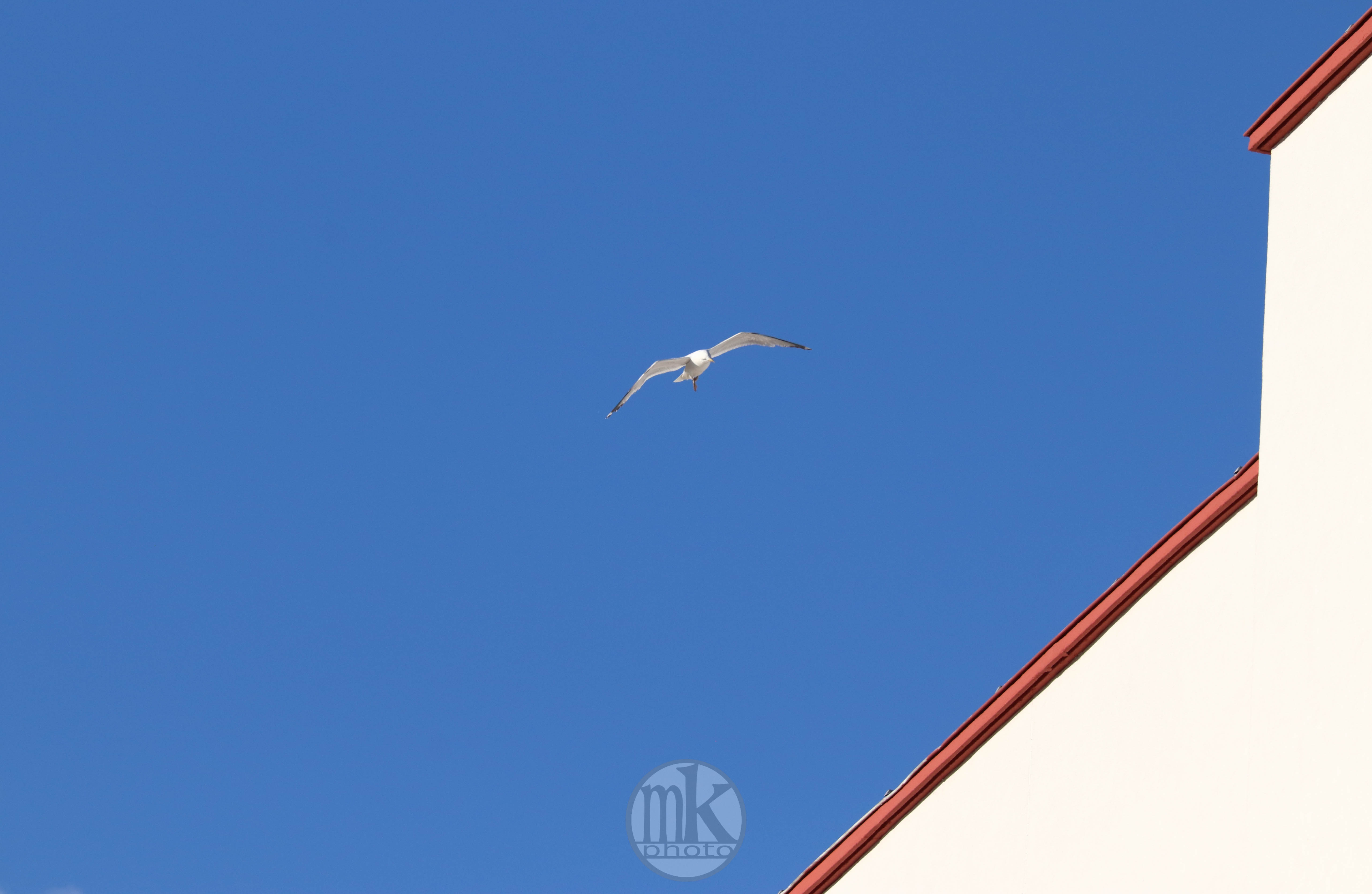 goéland, la Binquenais, 5 mai 2020, 20h10