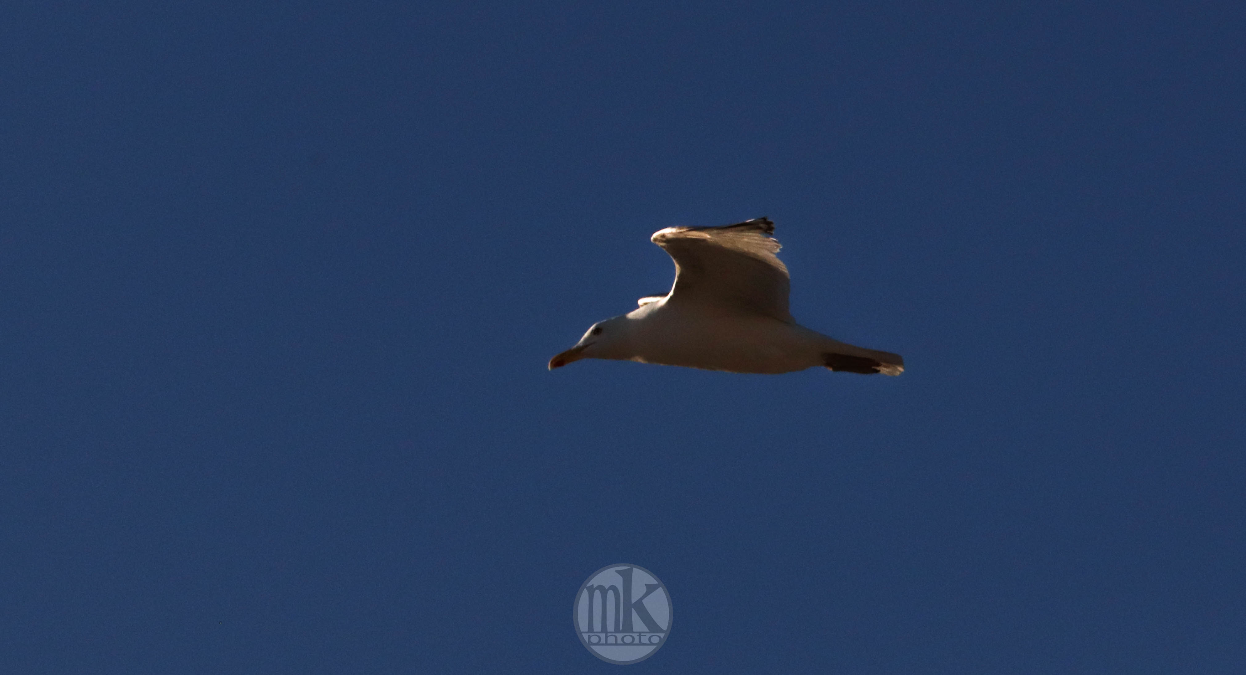 goéland, la Binquenais, 5 mai 2020, 20h19-20