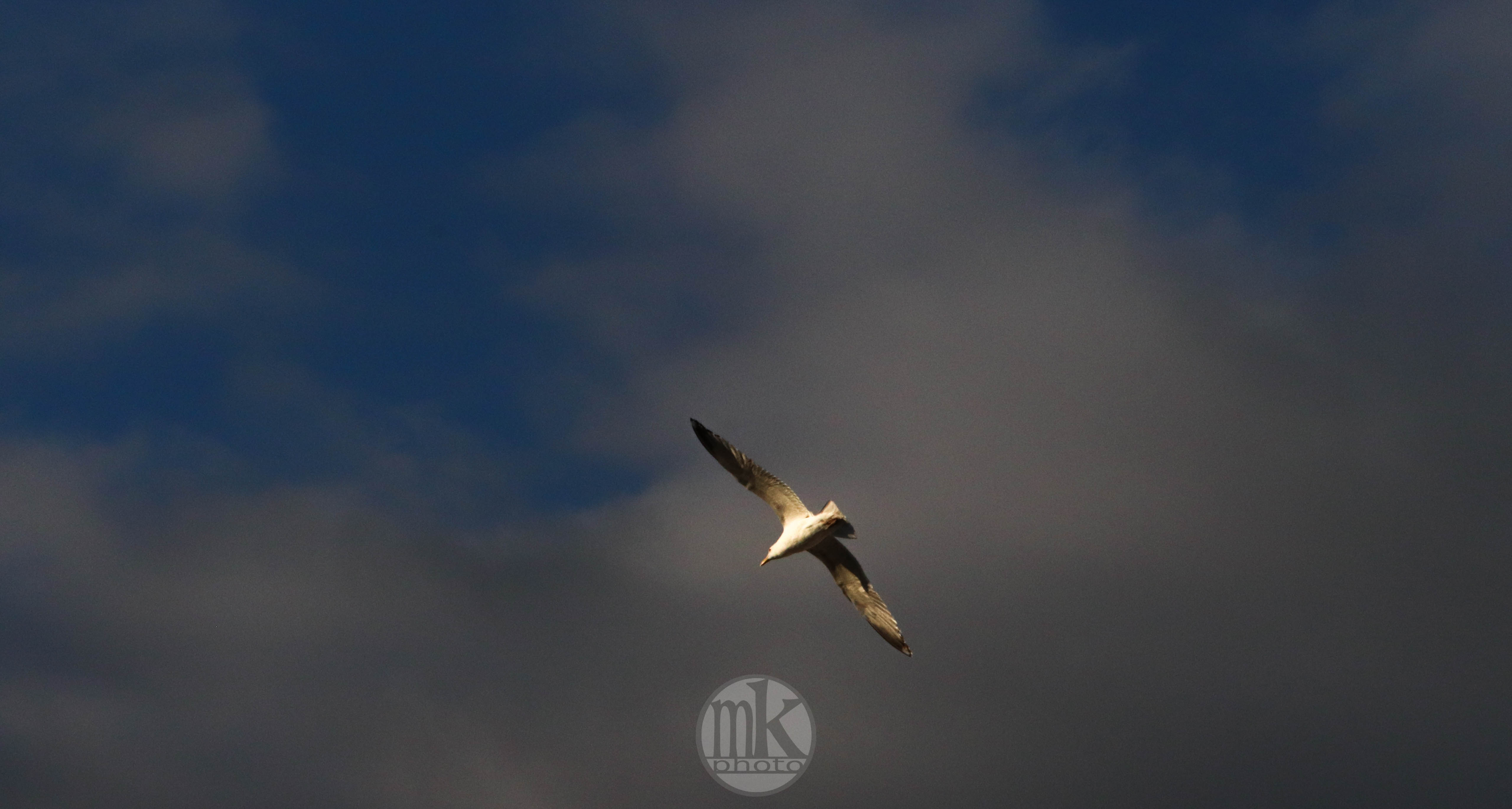 goéland, la Binquenais, 5 mai 2020, 20h19-54