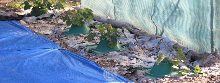 jardins, la bintinais, 24 mai 2020, 18h53-26