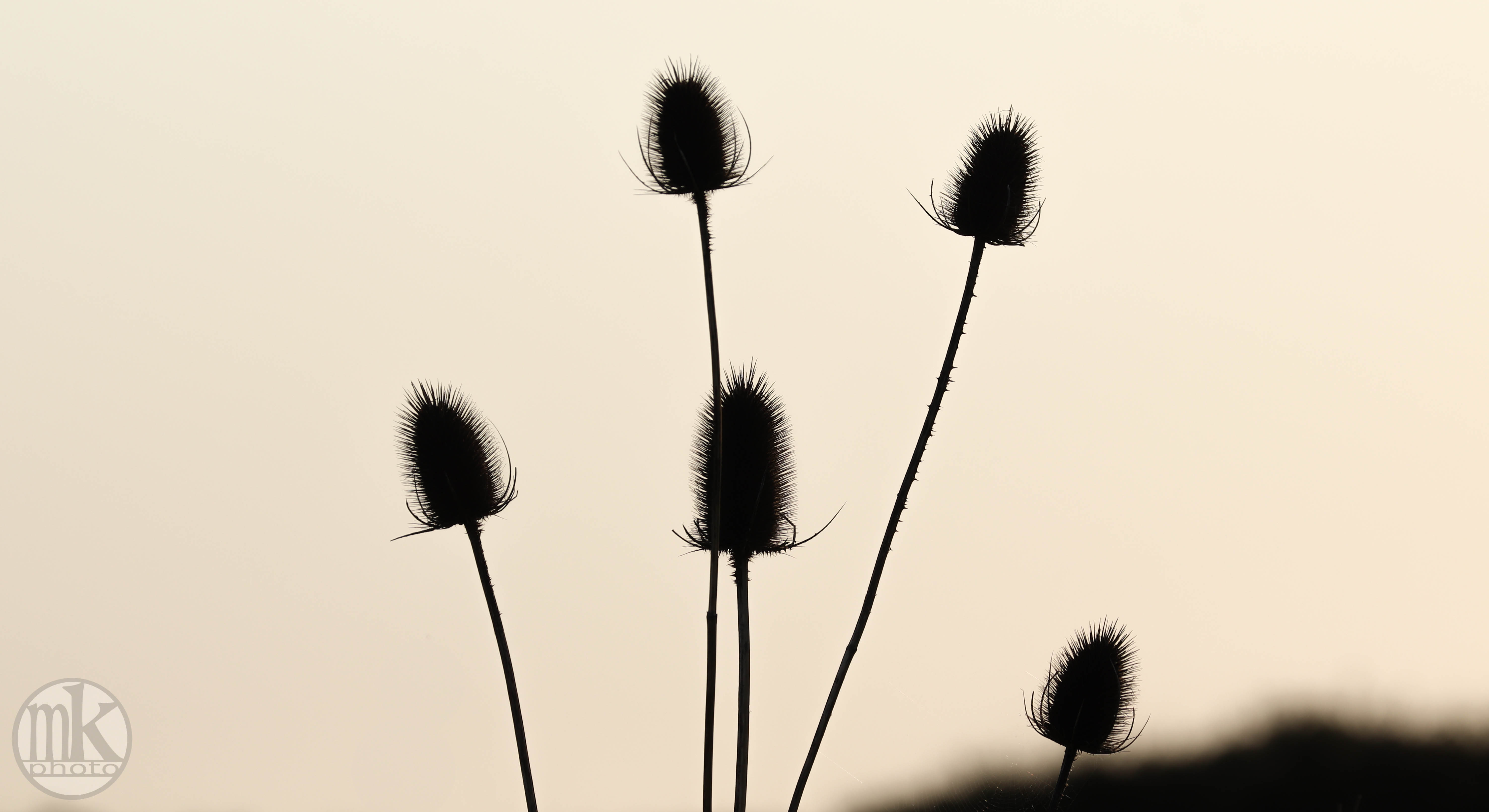 cabaret des oiseaux, st pierre, 22 juin 20