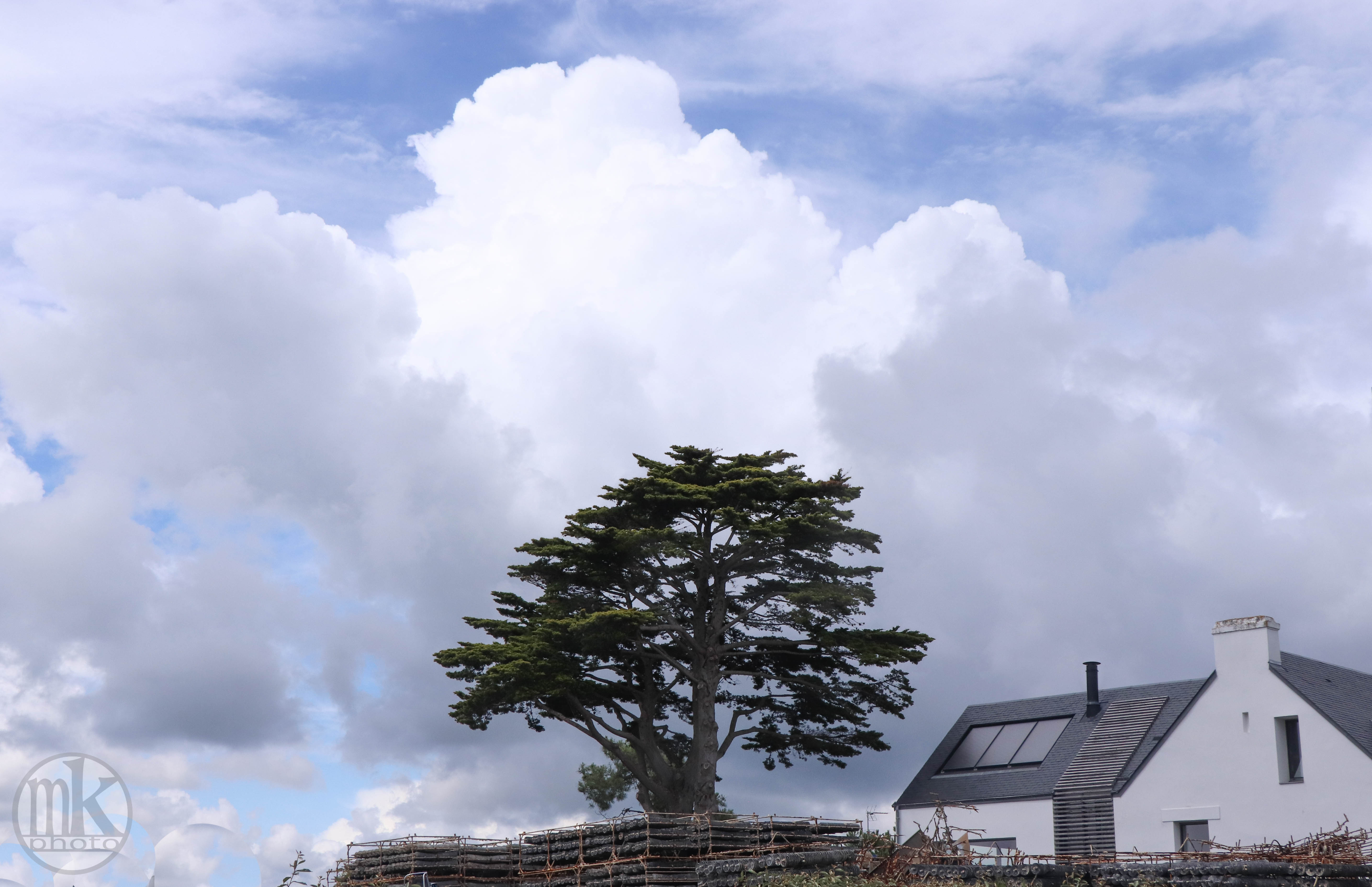 cyprès, Larmor-Baden, 16 juin 20, 15h41