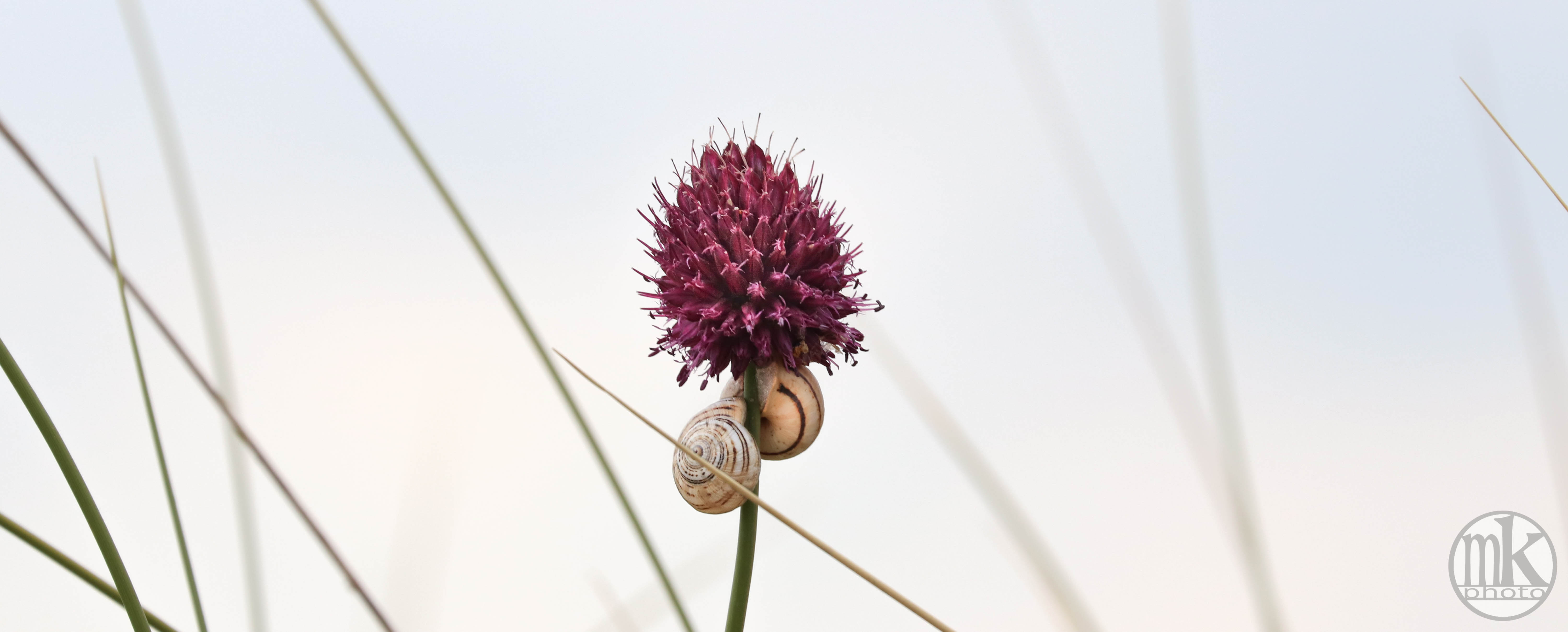 fleur &amp; escargots, st pierre, 25 juin 20