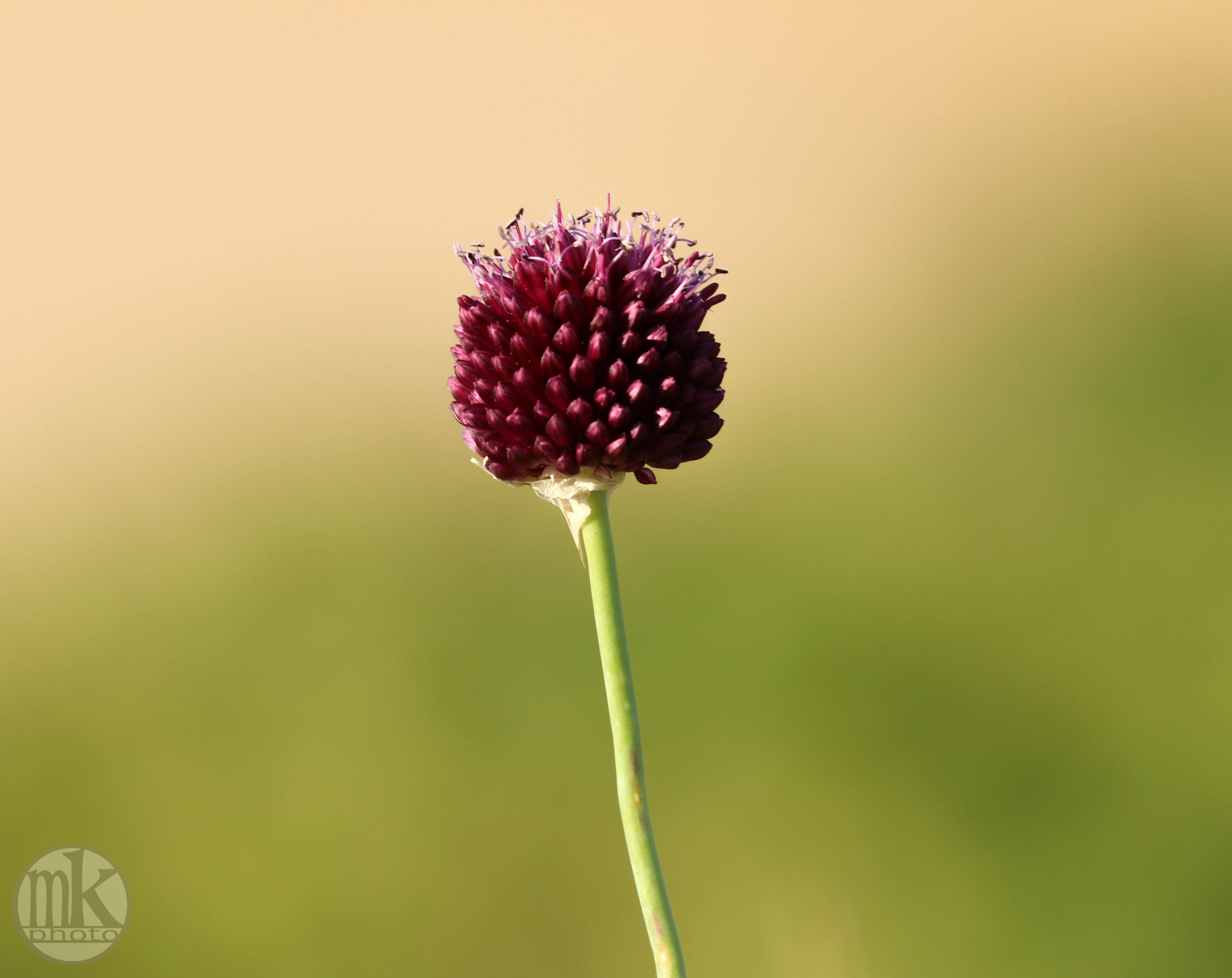 fleur, St Pierre, 14 juin 20,20-18
