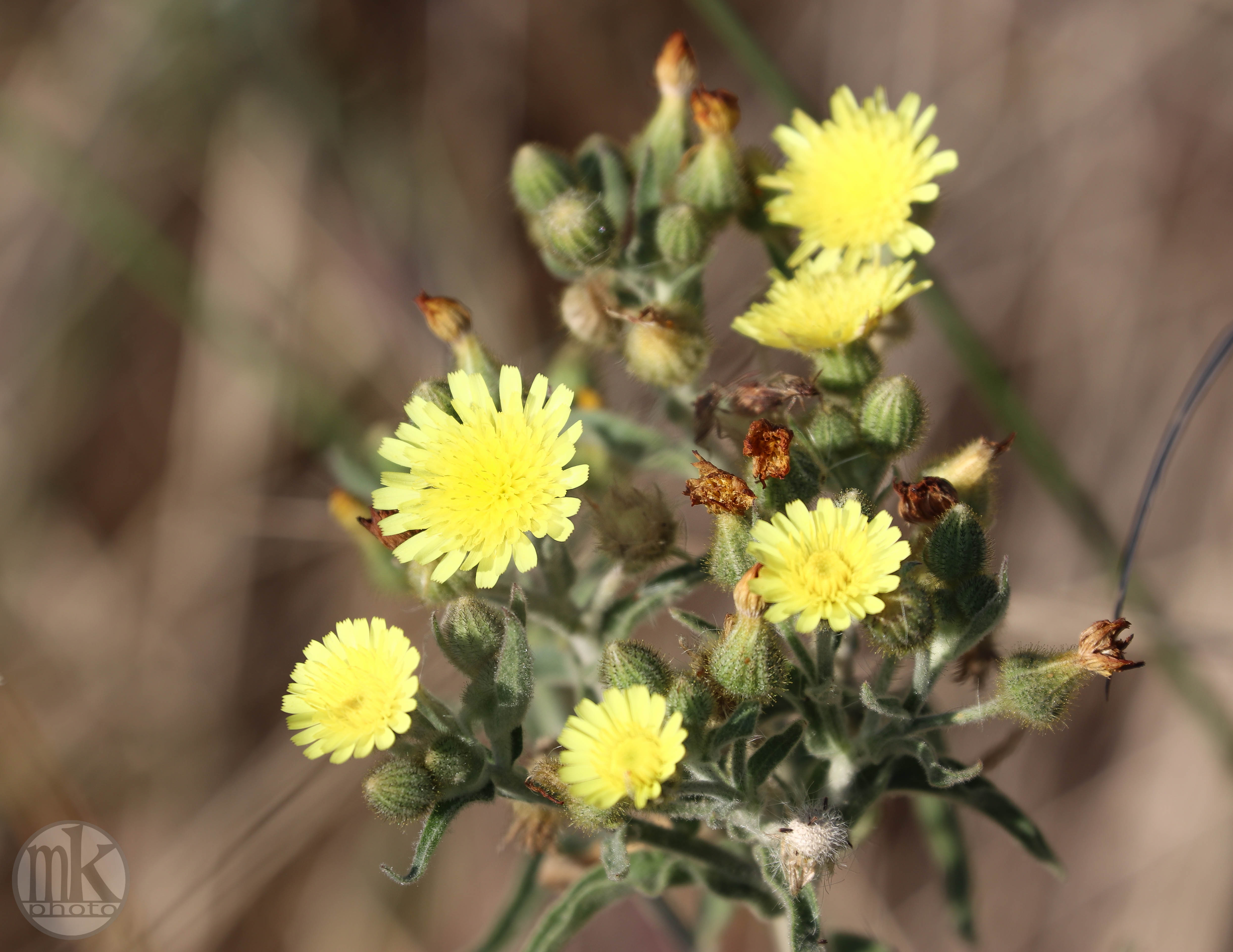 fleurs, st pierre, 24 juin 20