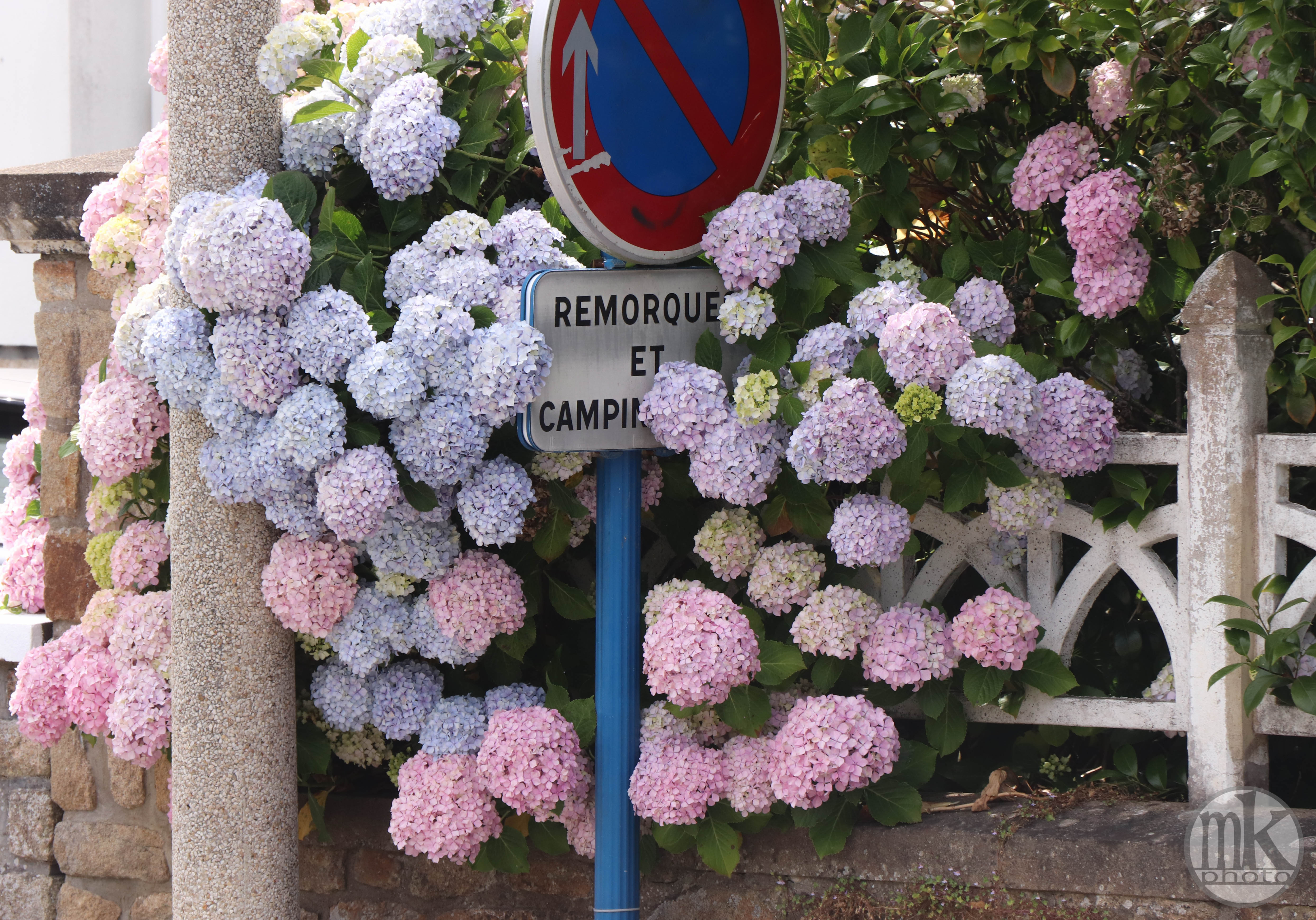 hortensias, Larmor-Baden, 16 juin 20, 15h57