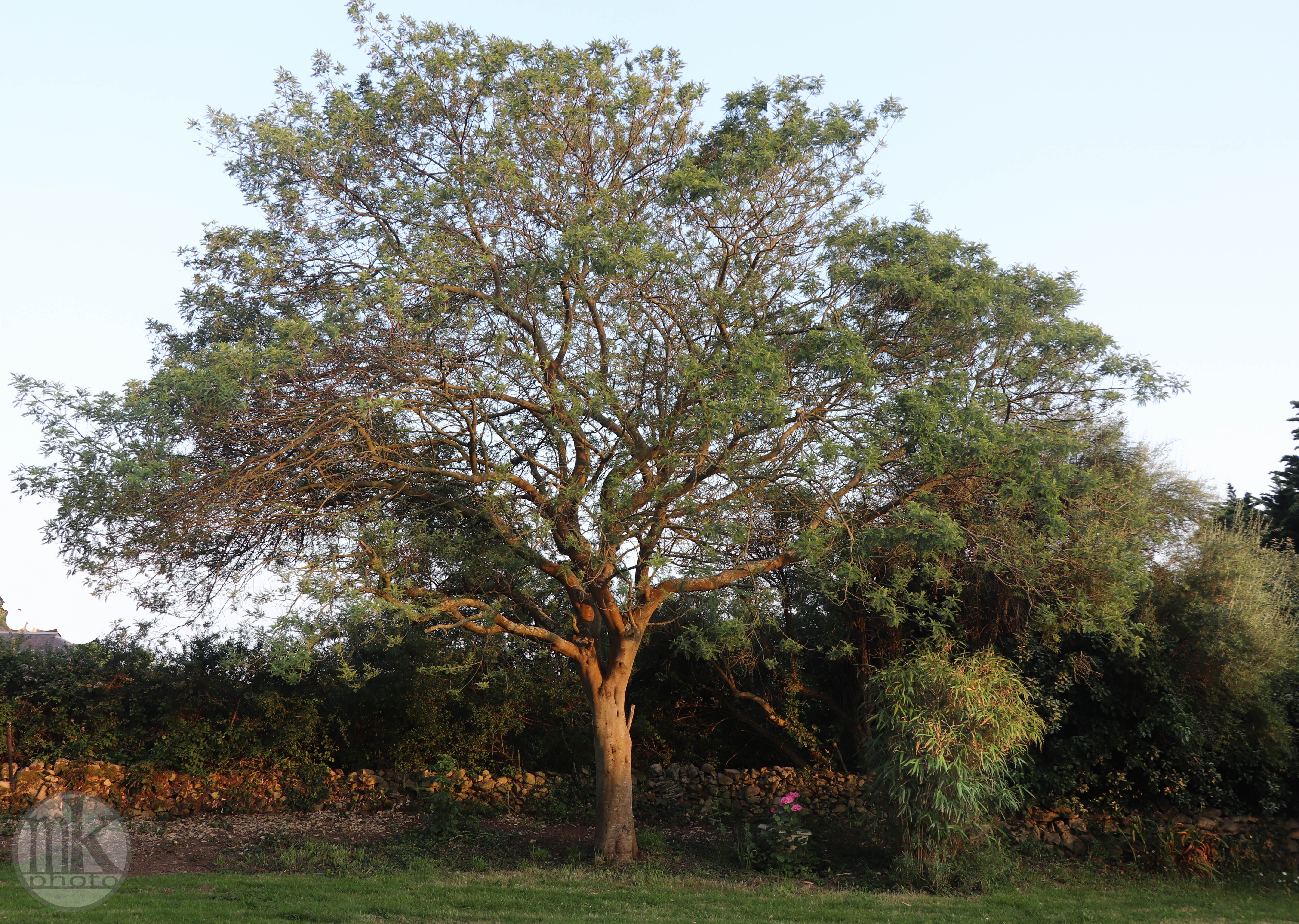 mimosa, keranlay, 22 juin 20