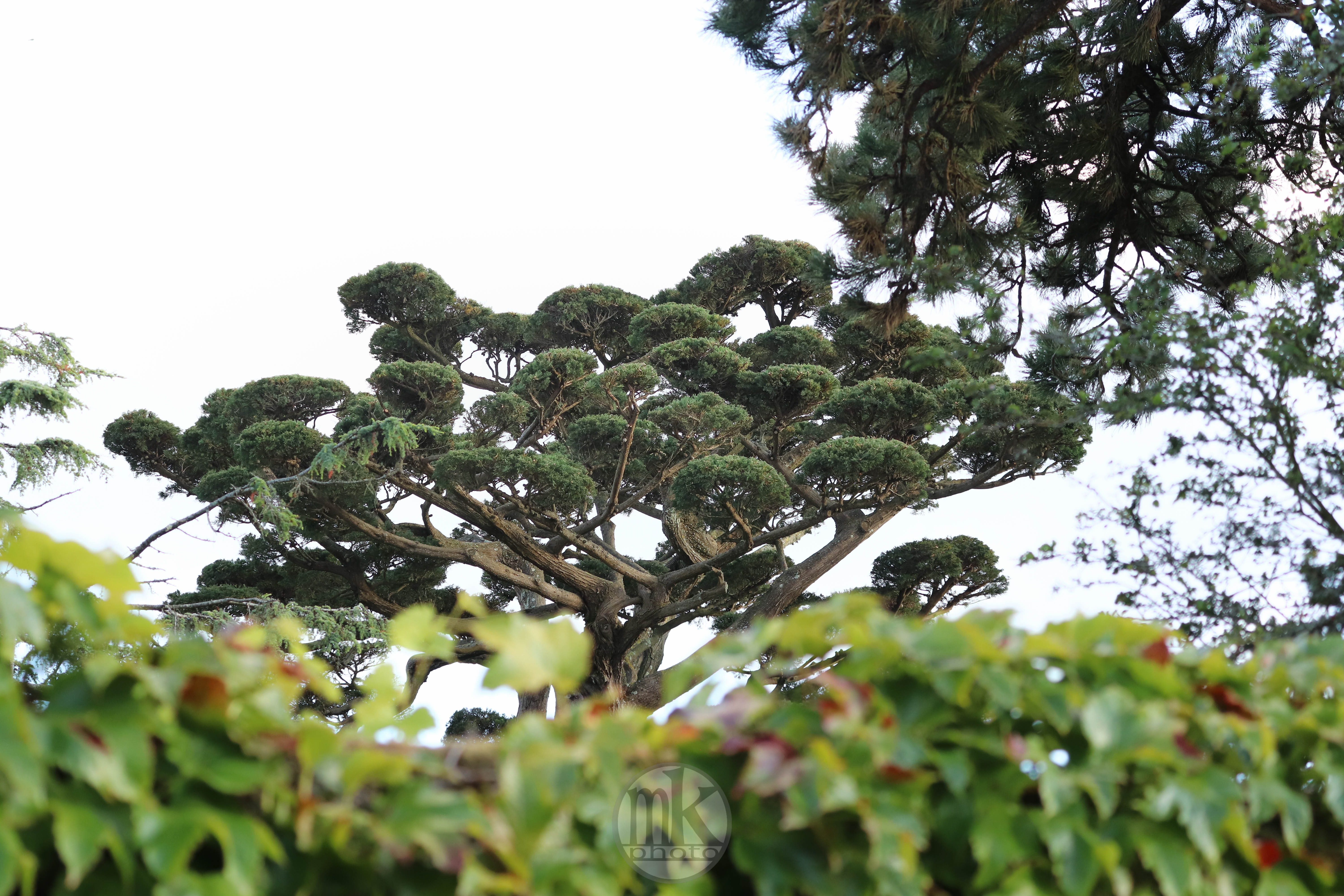 pin en nuages, St Pierre, 14 juin 20,20-58