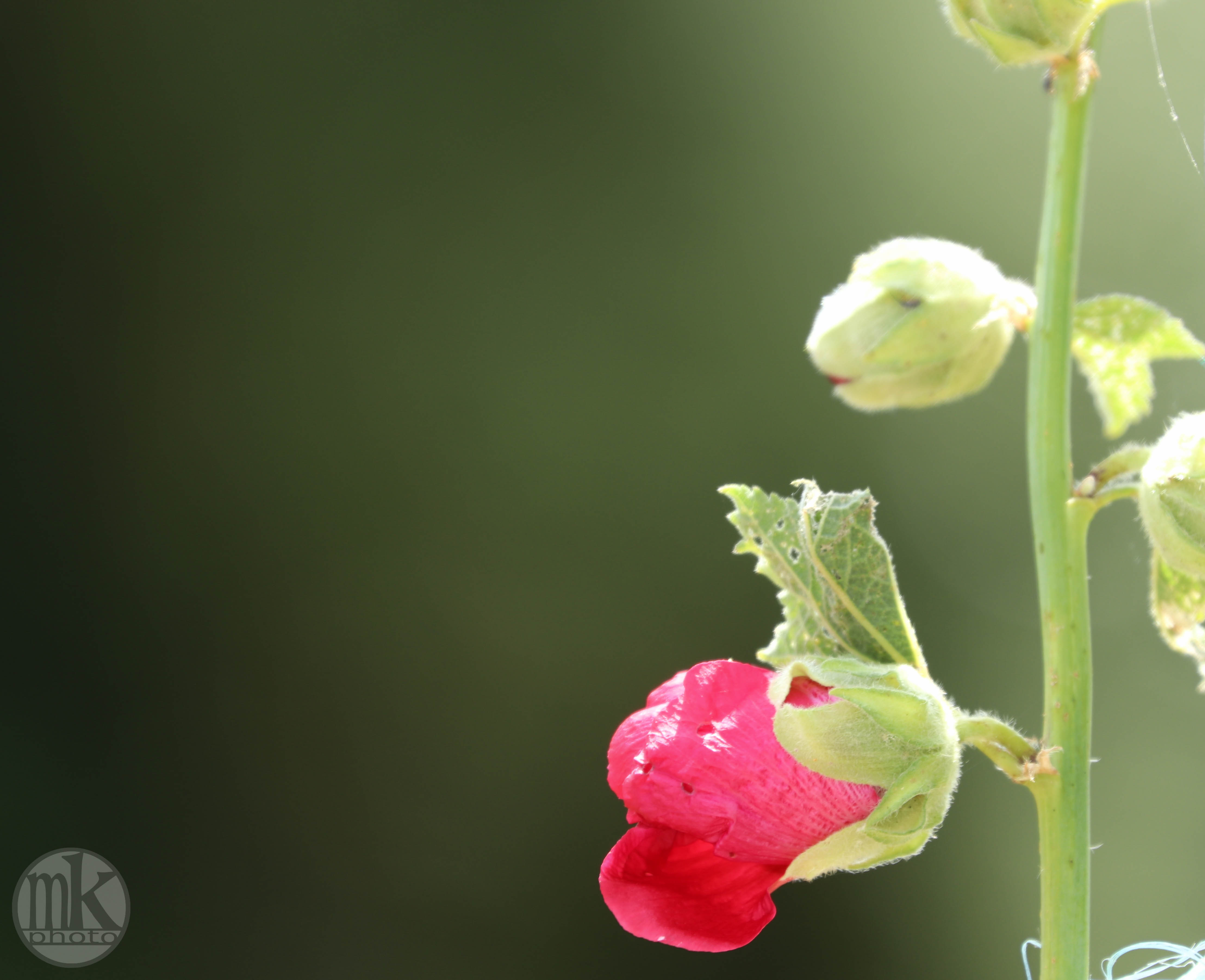 rose trémière, Keranlay, 20 juin 20, 14-54